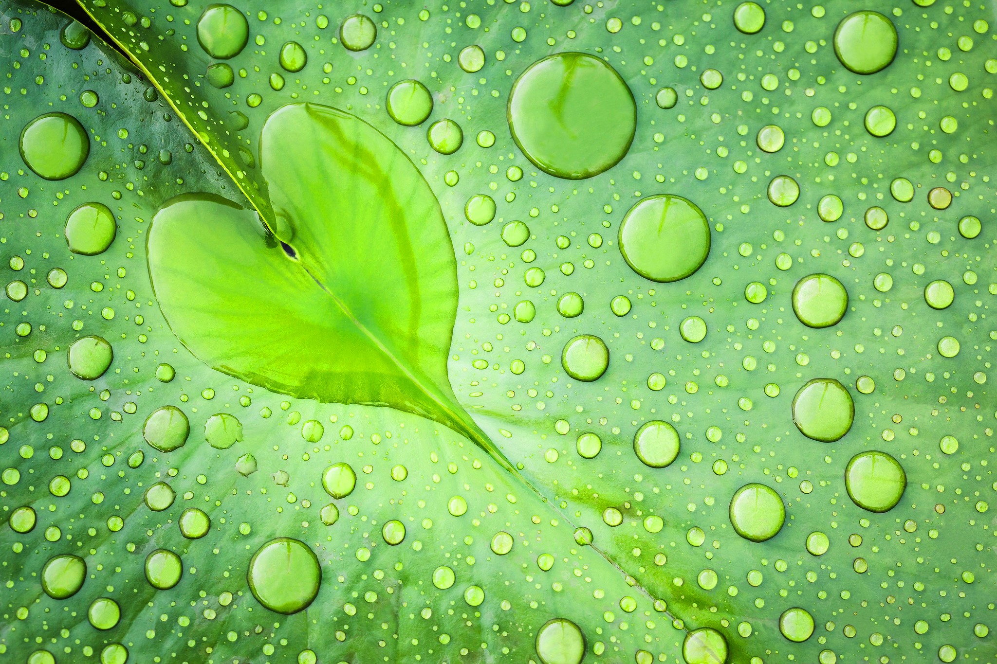 Close-up of water drops on a green leaf HD Wallpaper