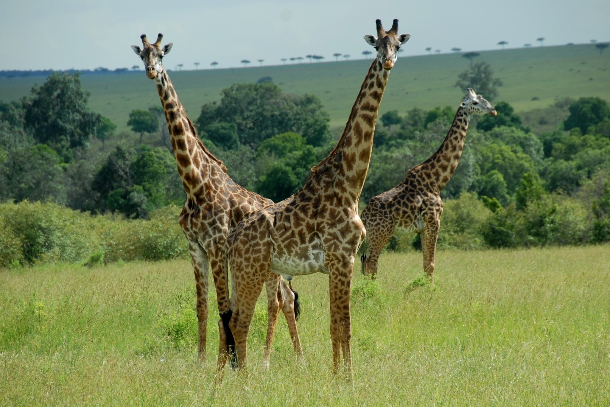 Three giraffes in a grassy field HD Wallpaper