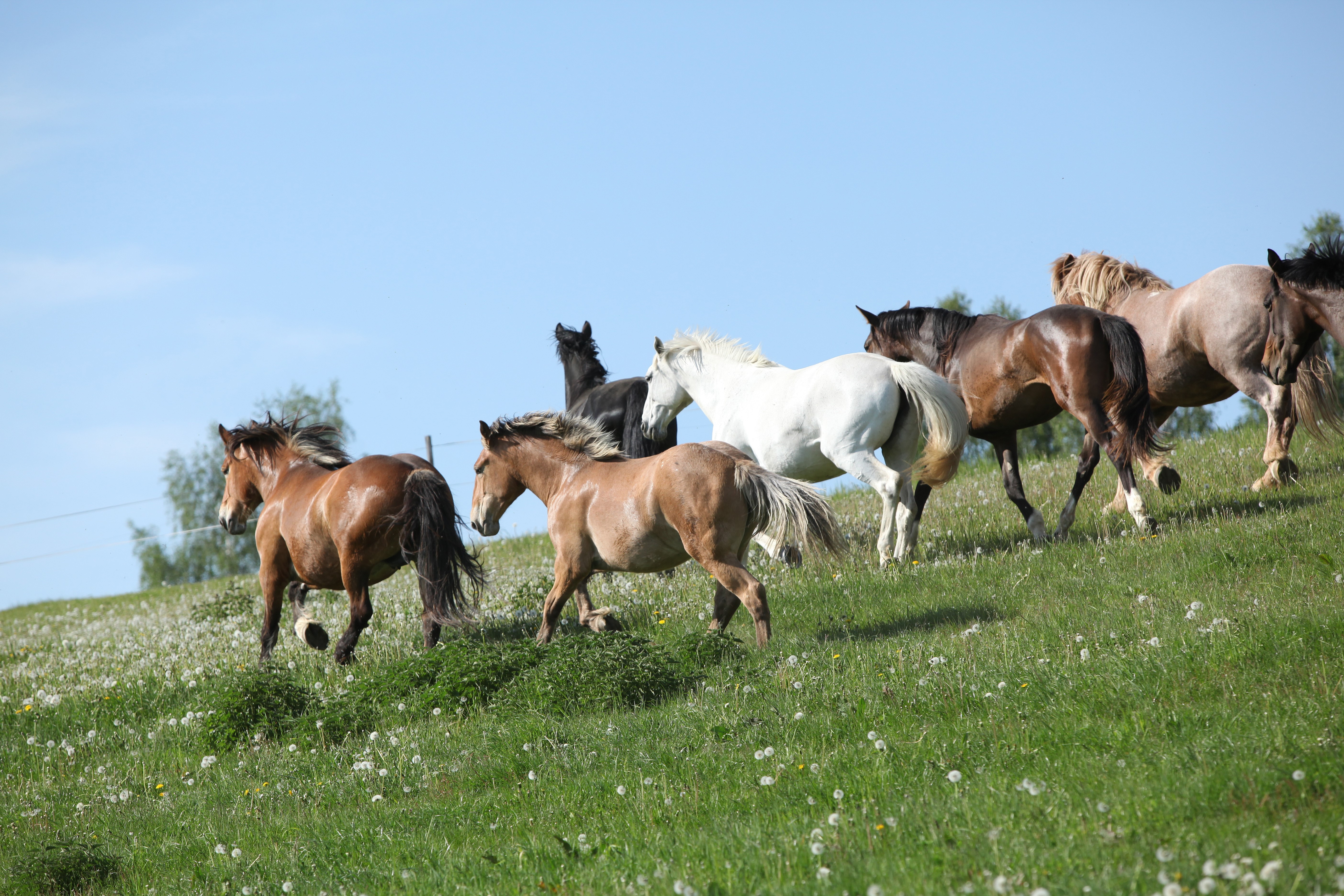 Herd of horses running on a grassy hill HD Wallpaper