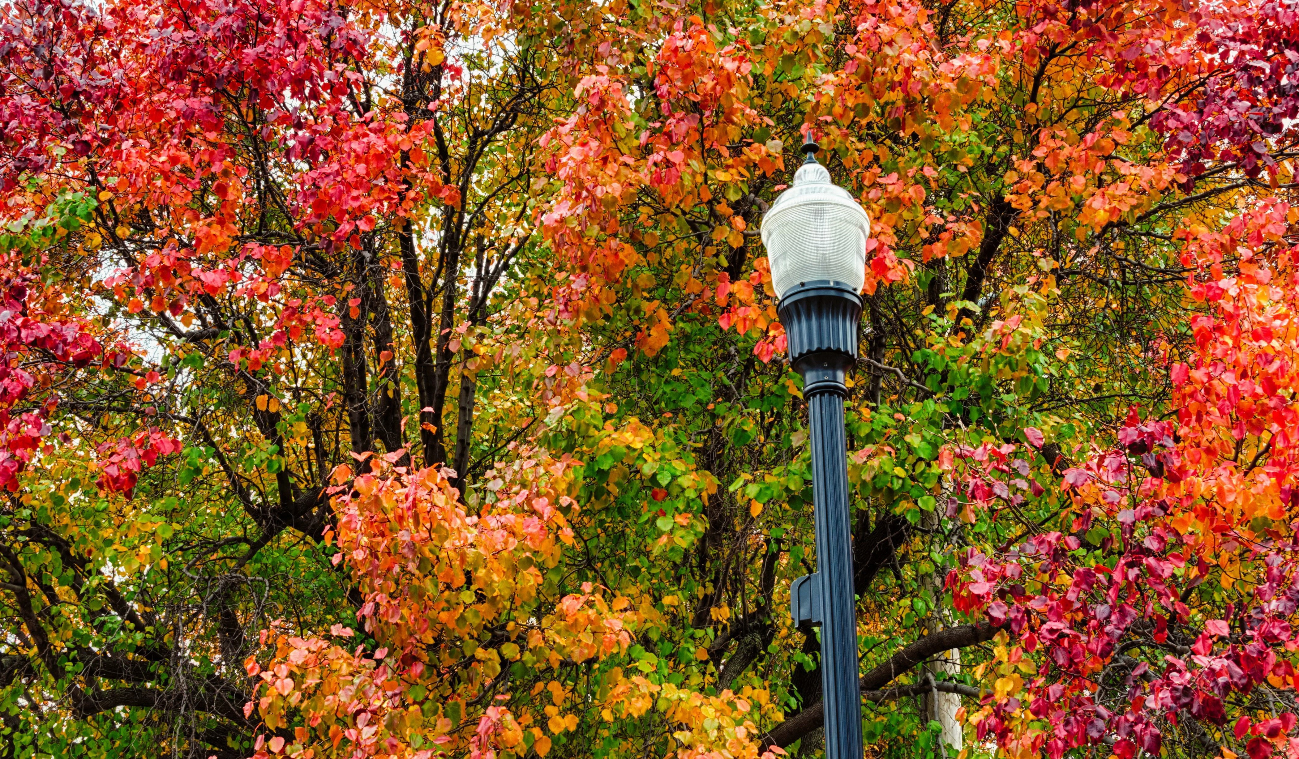 Autumn foliage with a street lamp HD Wallpaper