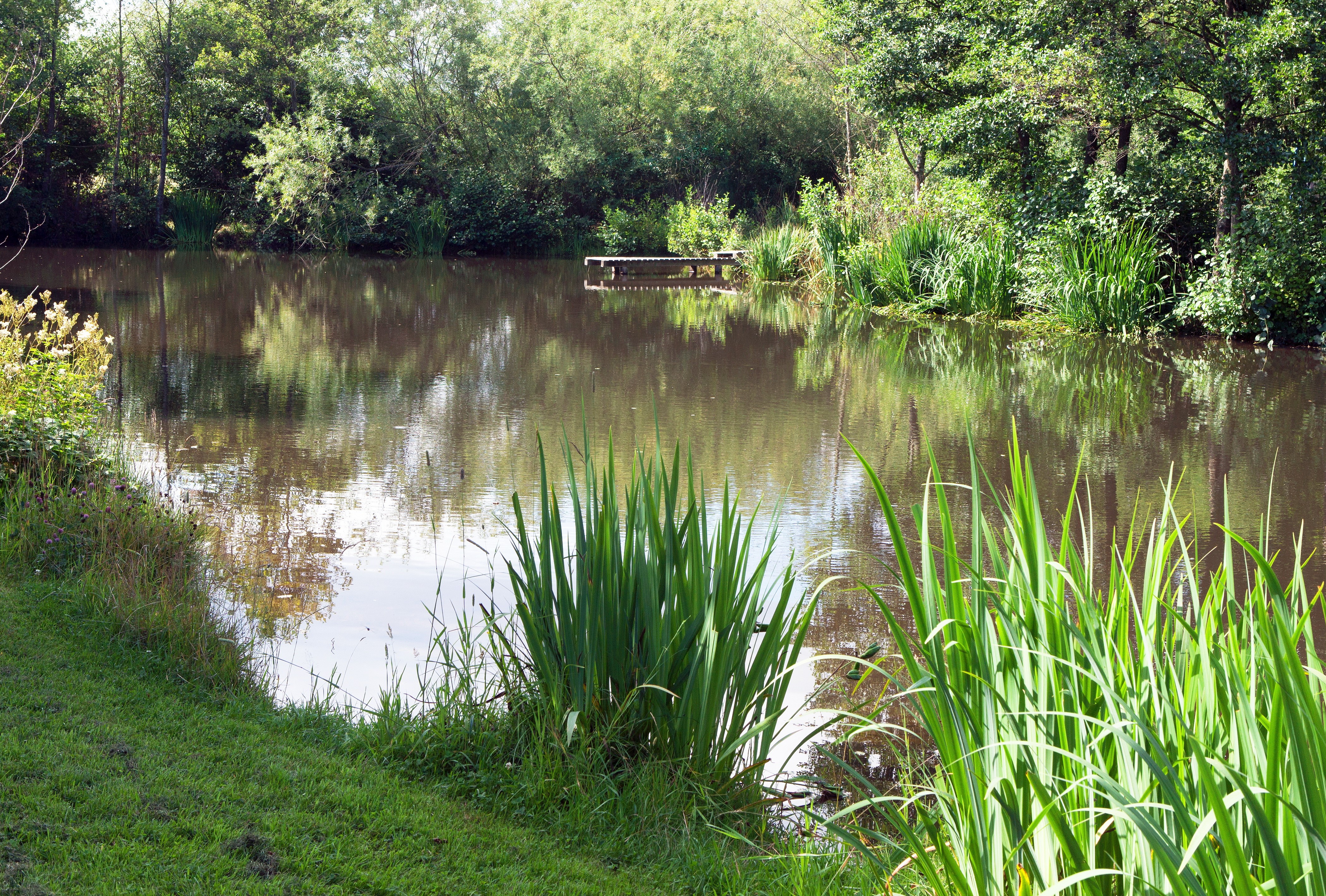 Pond with wooden jetty and trees in Germany HD Wallpaper