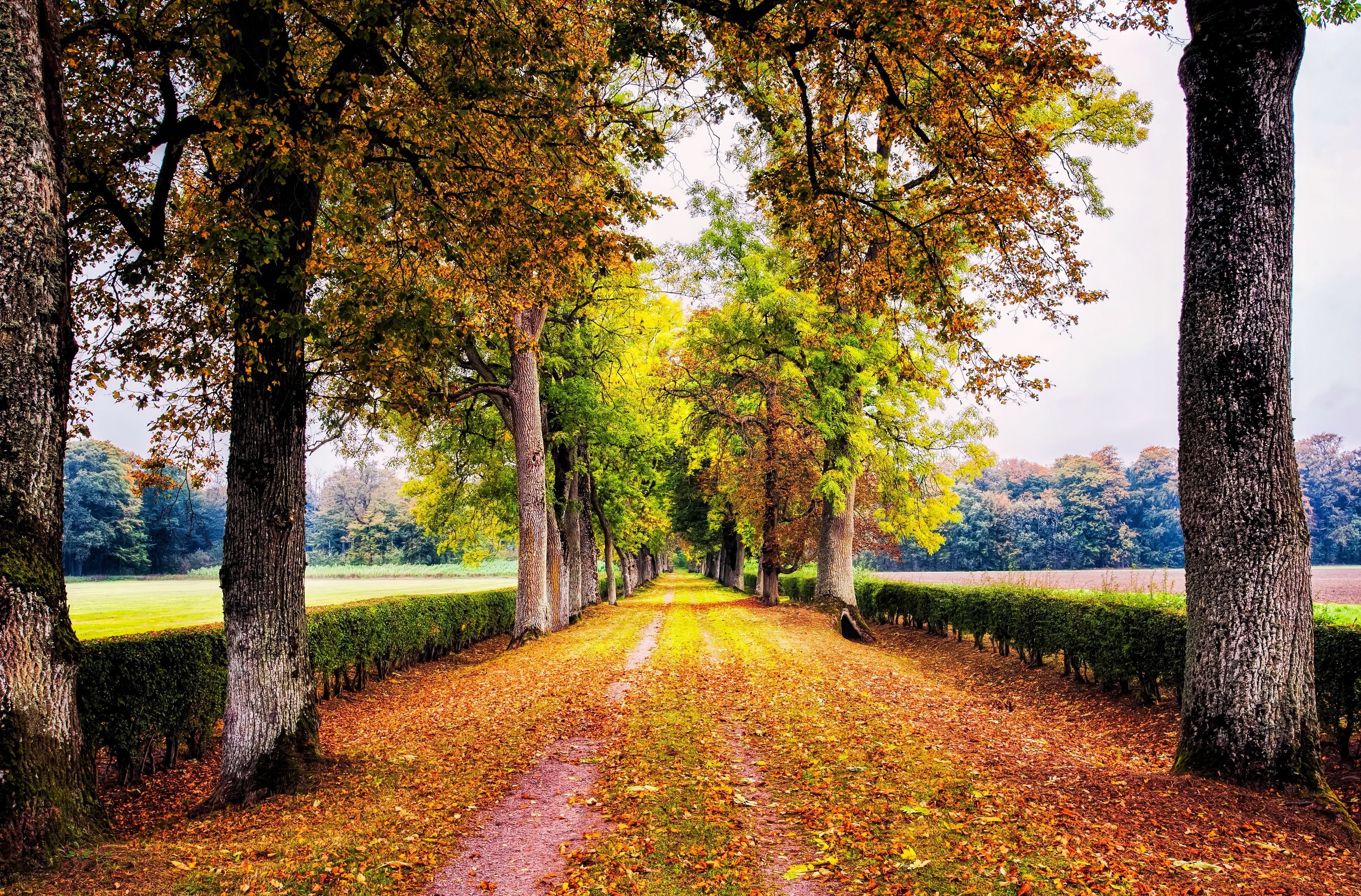 Autumn tree-lined road with fallen leaves HD Wallpaper