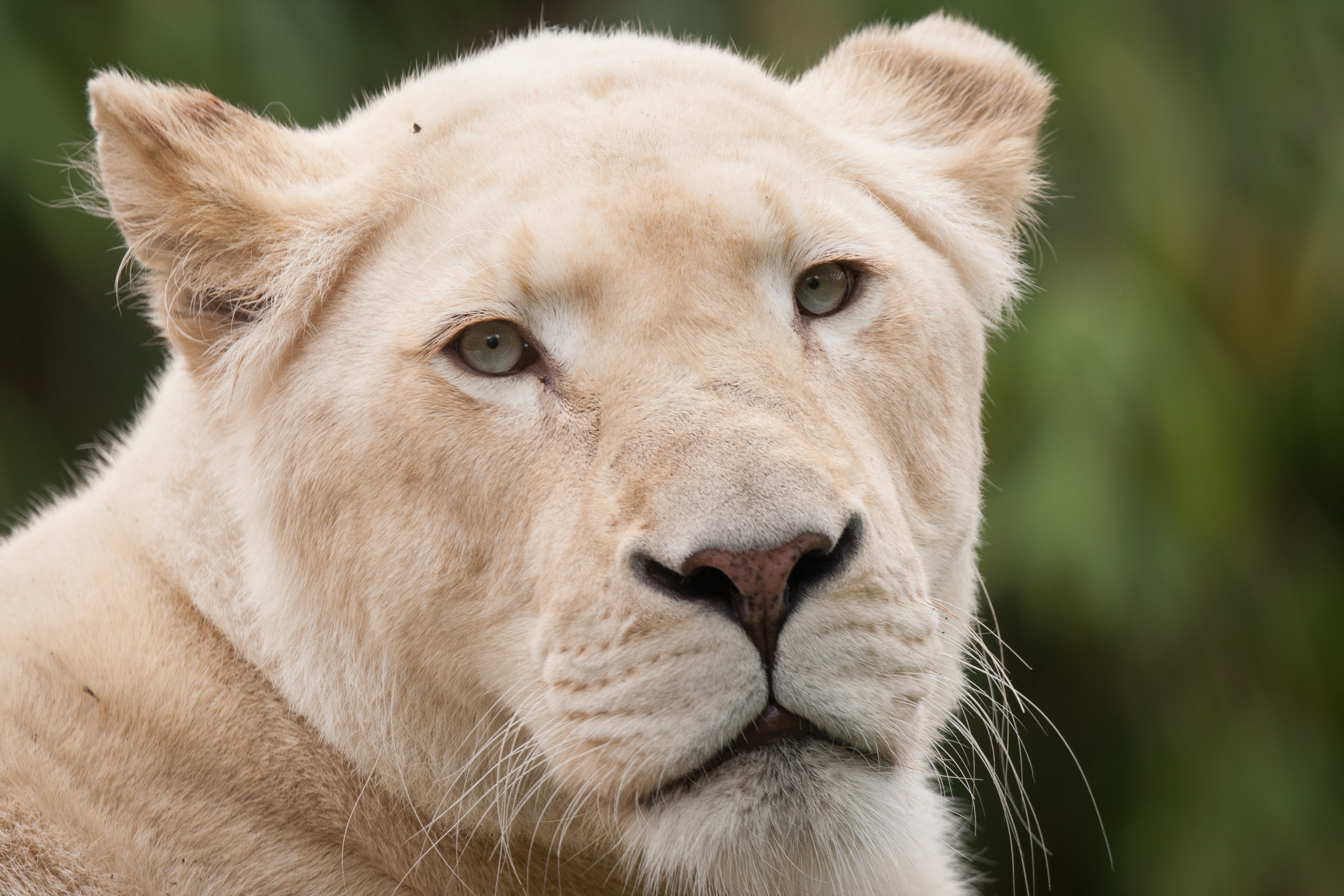 Close-up of a white lion's face HD Wallpaper