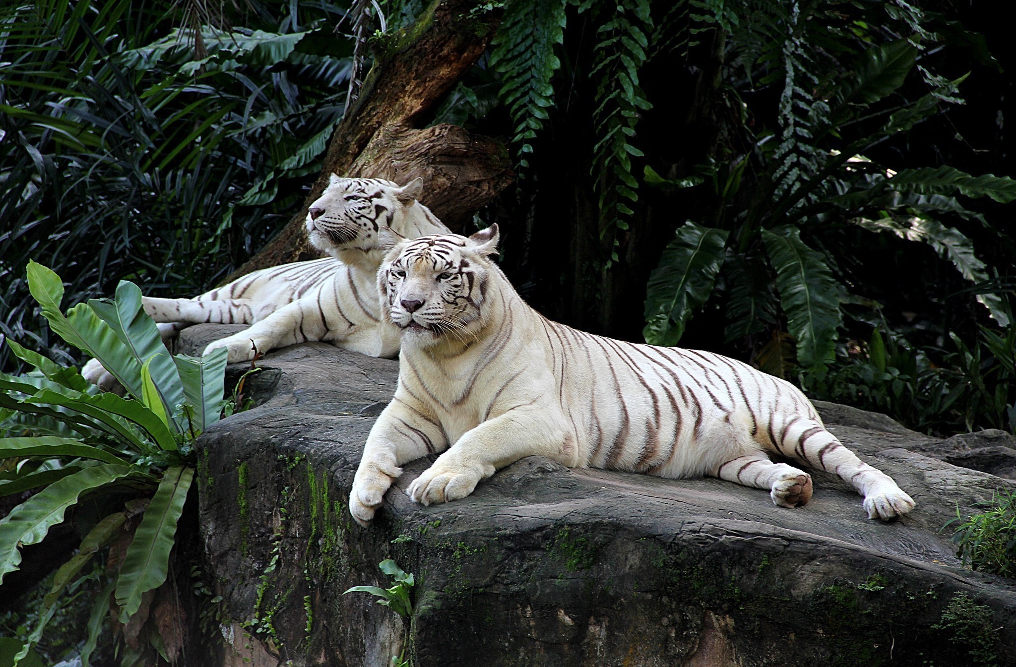 Two white tigers resting on a rock HD Wallpaper