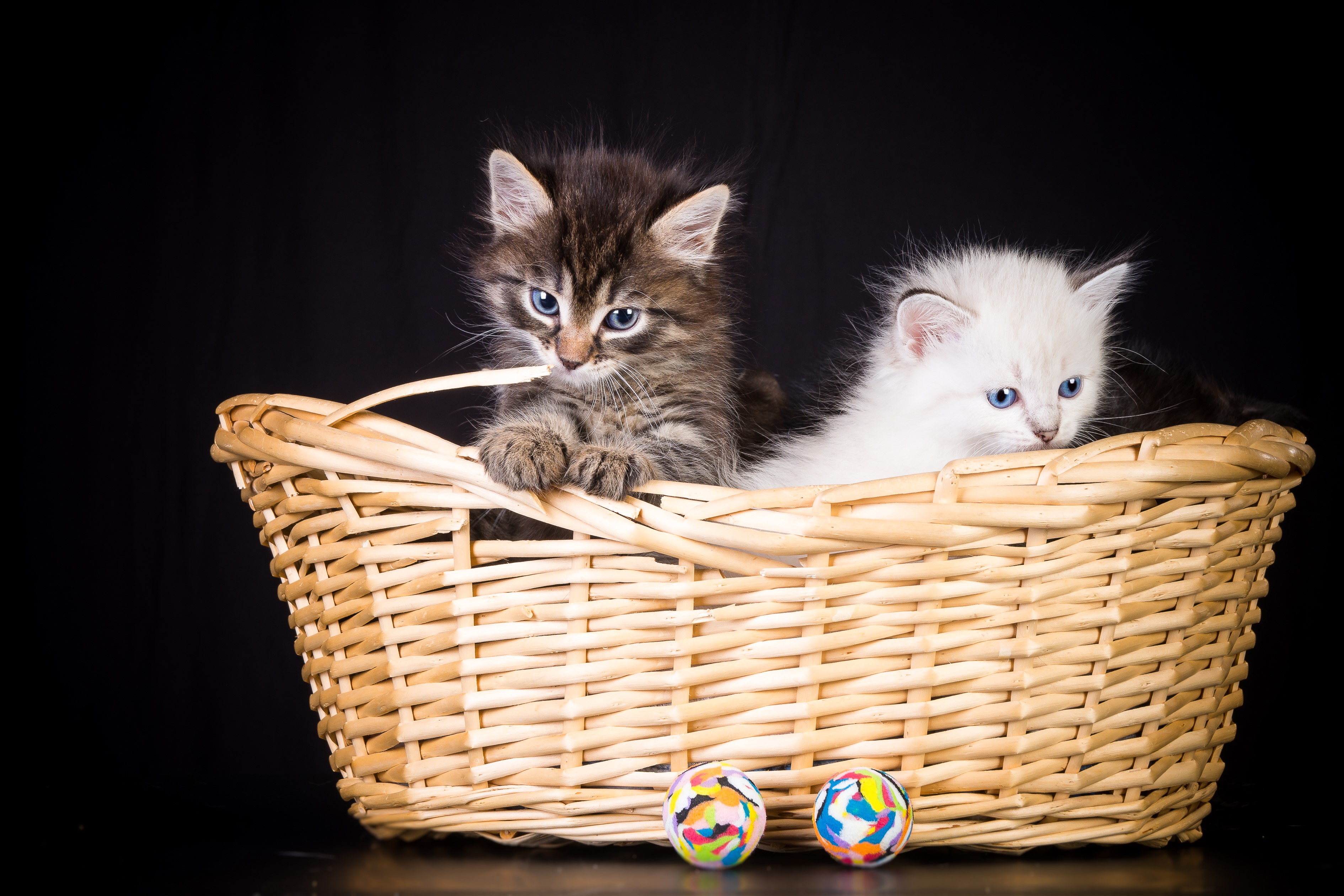 Two Kittens in a Wicker Basket with Colorful Balls HD Wallpaper