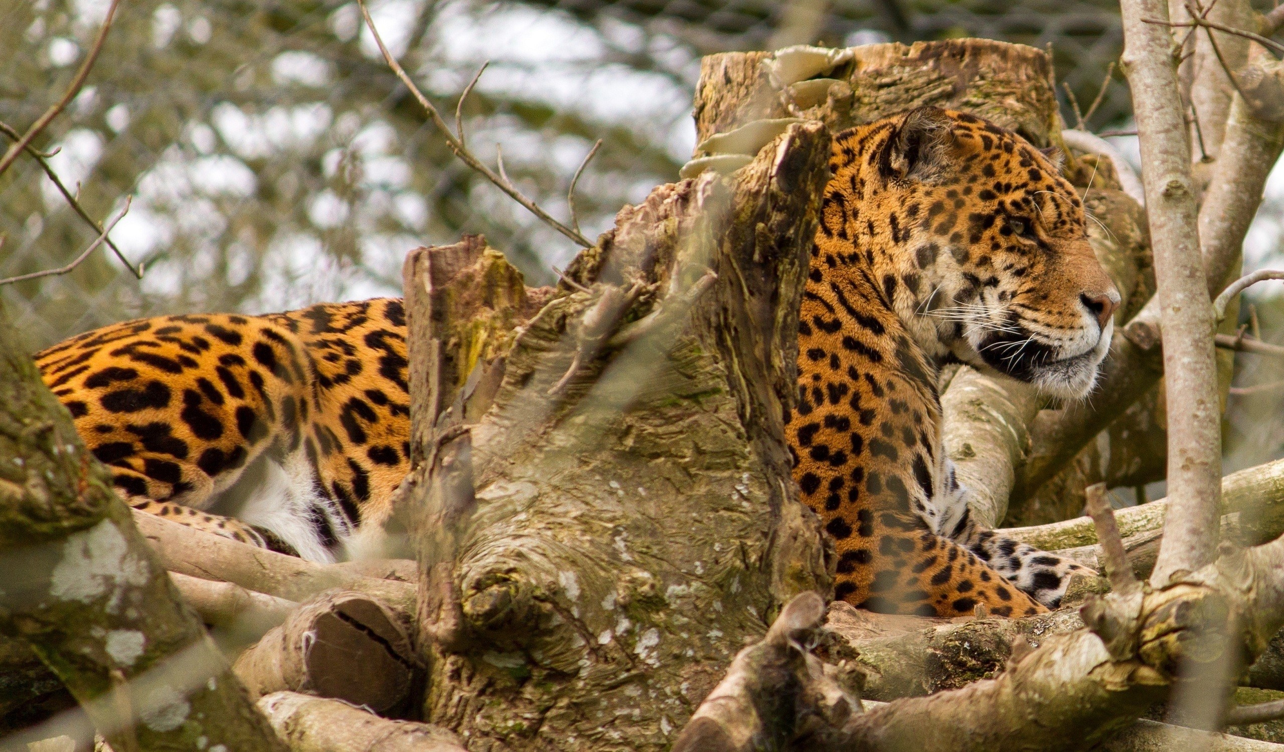 Jaguar resting on a tree stump and branches HD Wallpaper
