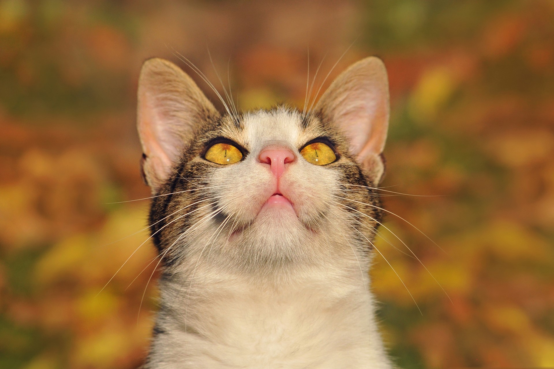 Close-up of a tabby cat looking up HD Wallpaper