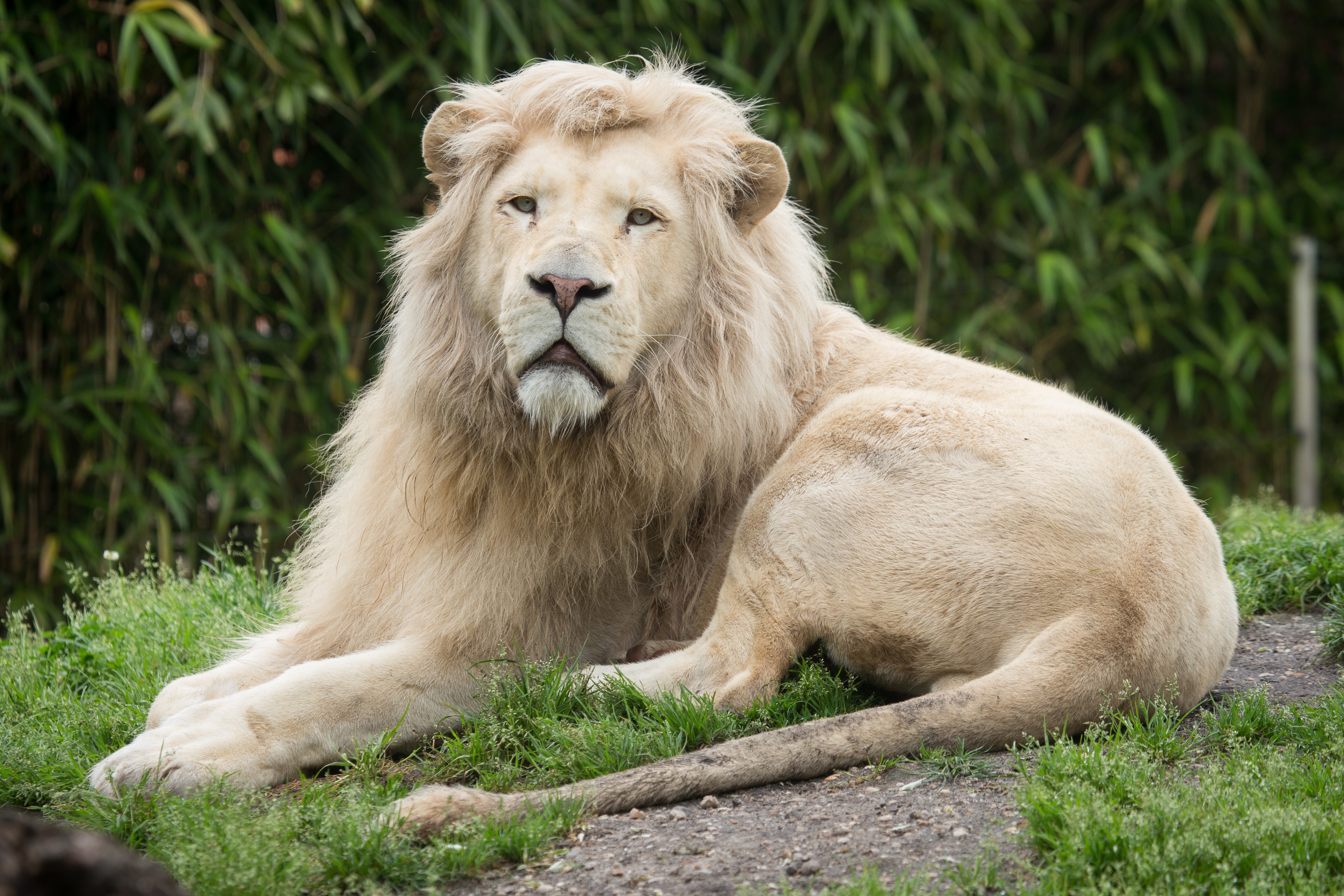 White Lion Lying on Grass HD Wallpaper