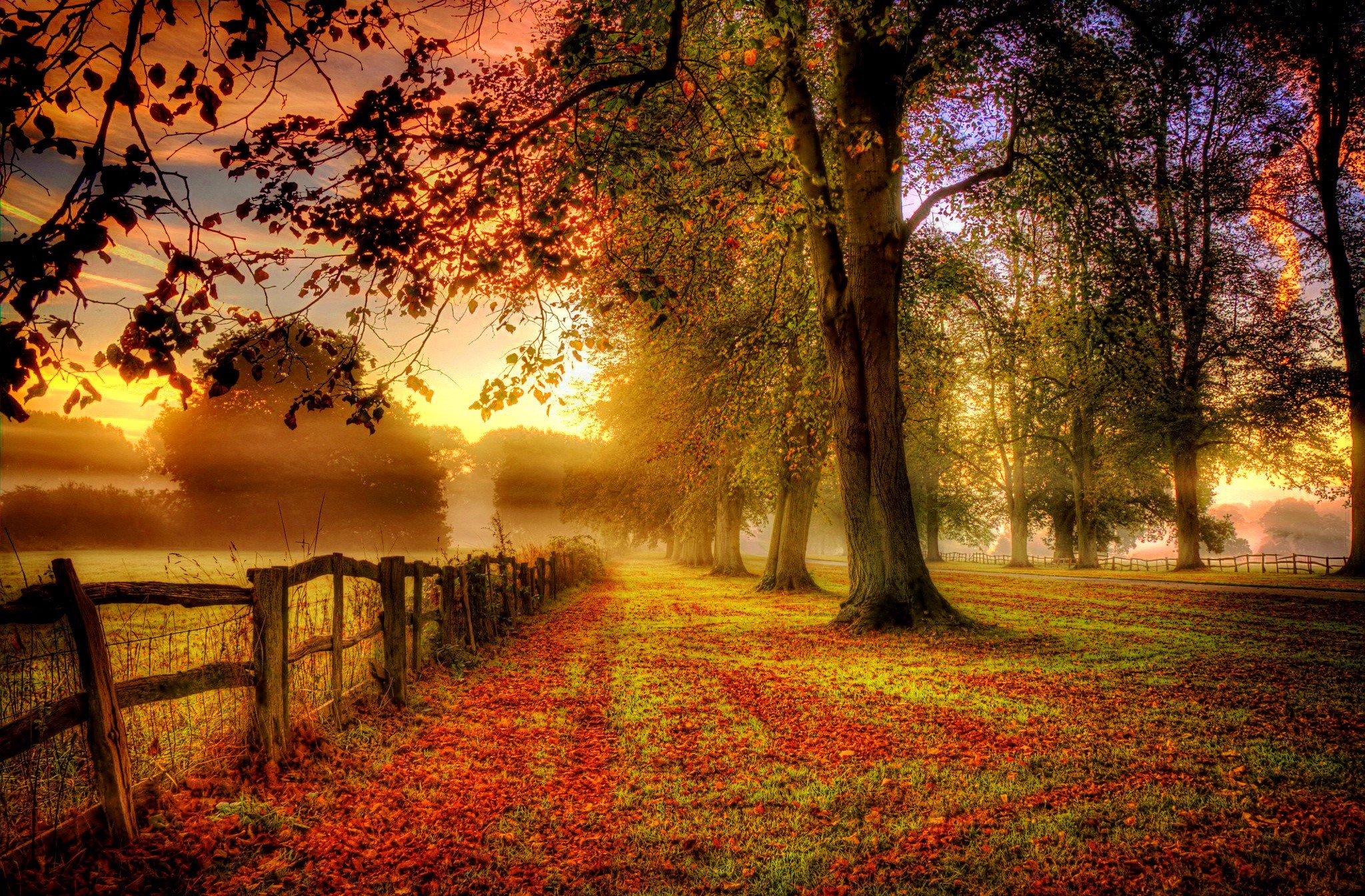 Autumnal landscape with trees and fence at sunrise HD Wallpaper