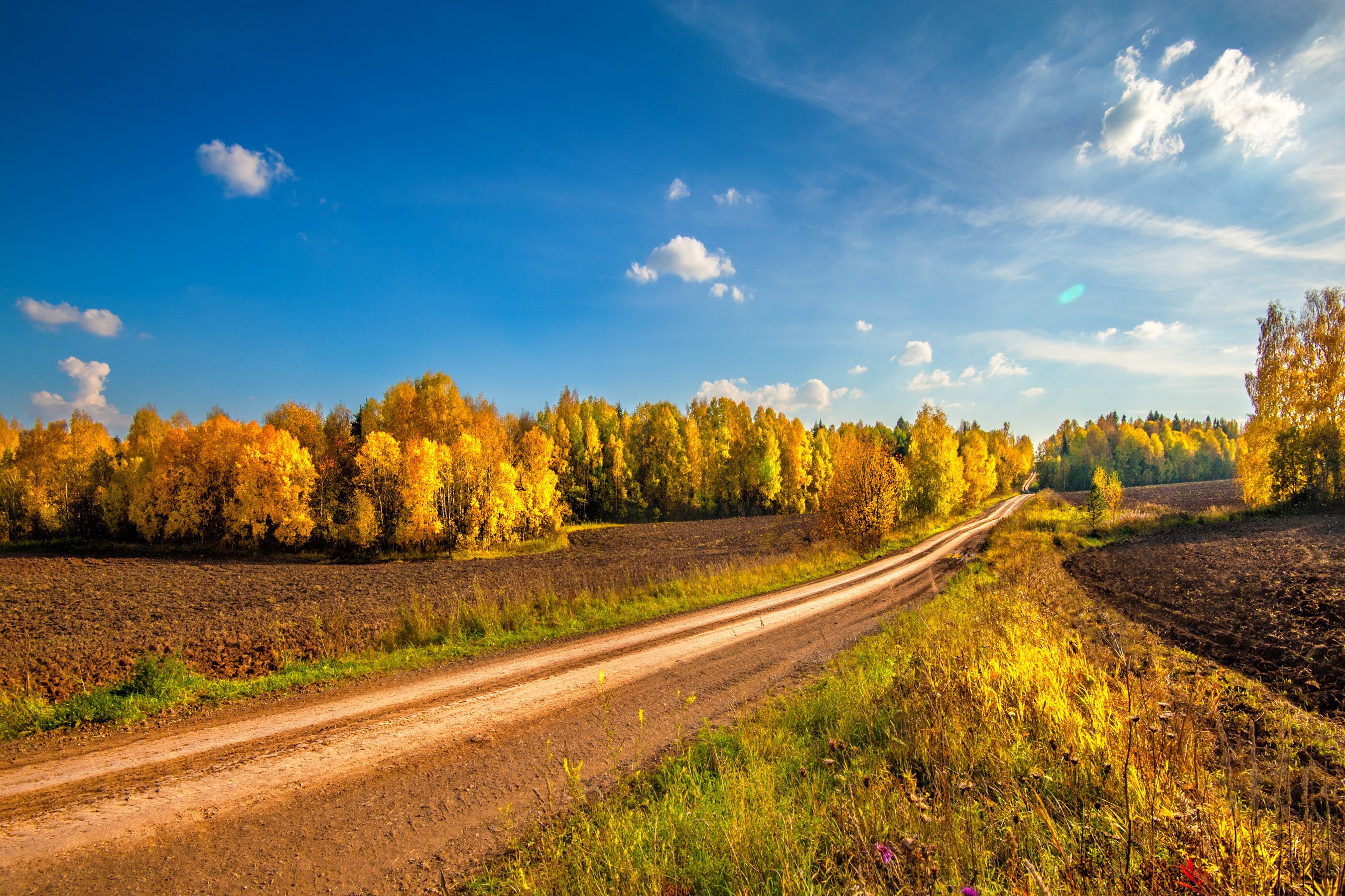 Autumn road through yellow trees and fields HD Wallpaper