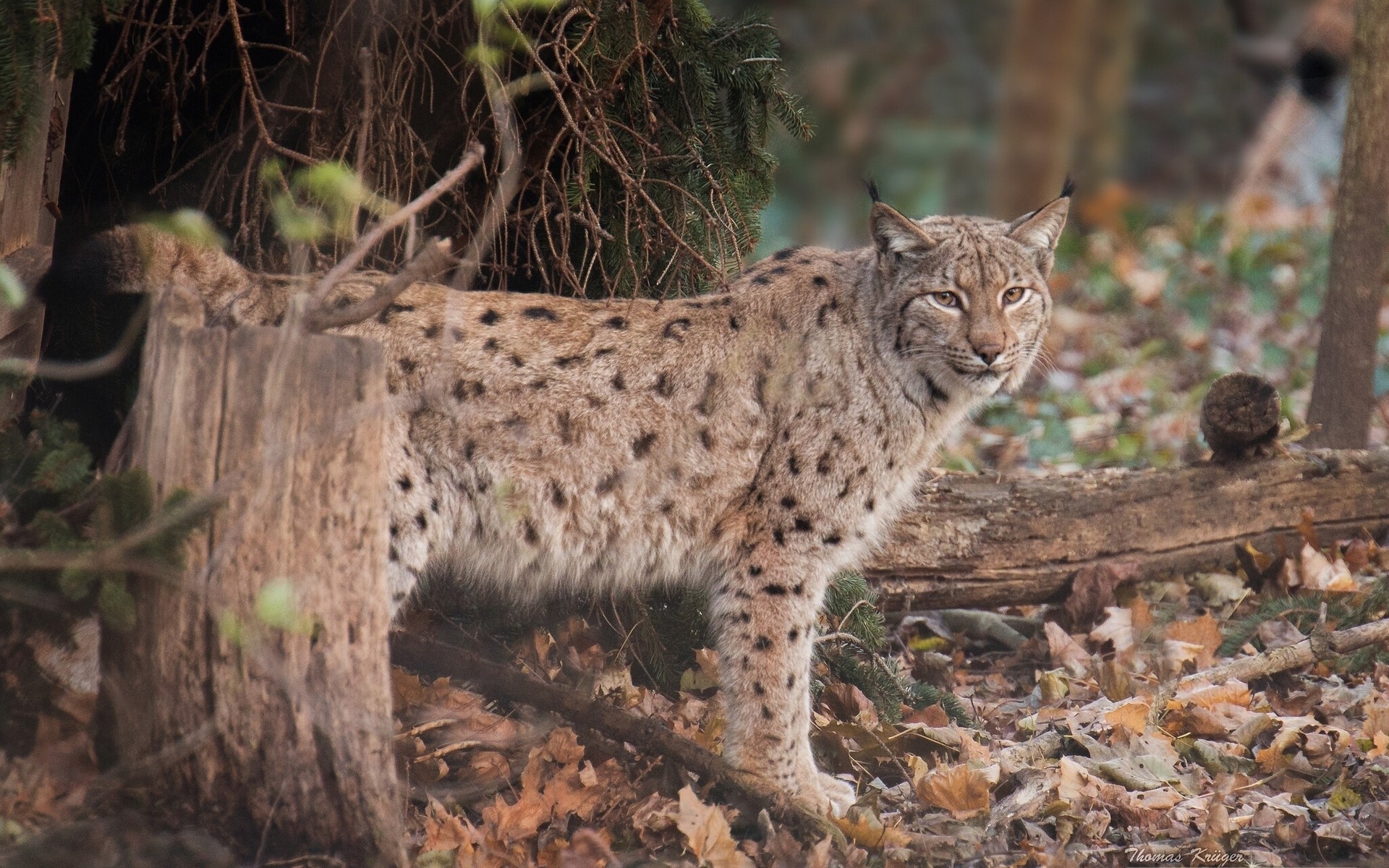 Lynx looking to the side in a forest HD Wallpaper