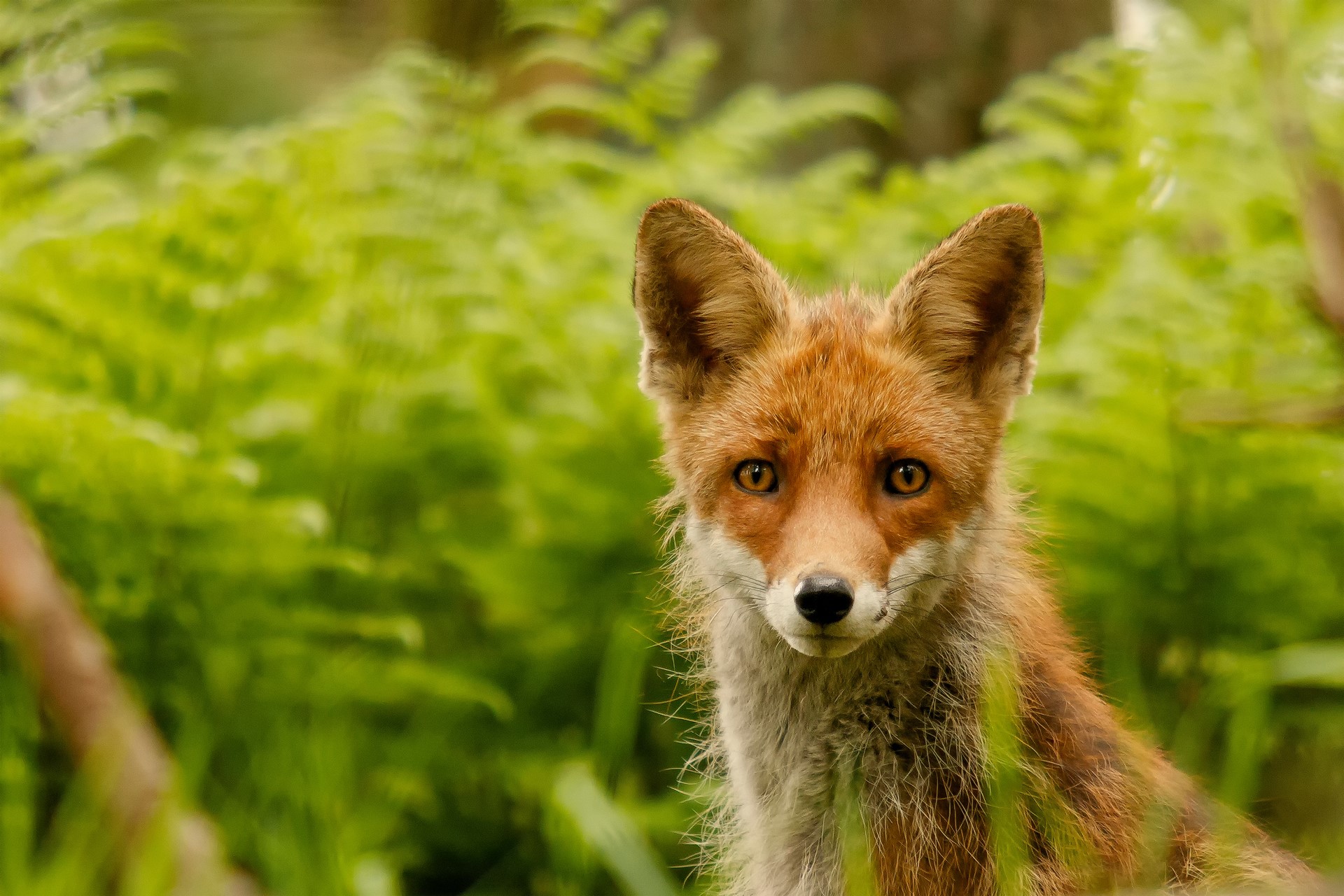 Fox looking at the camera in green foliage HD Wallpaper