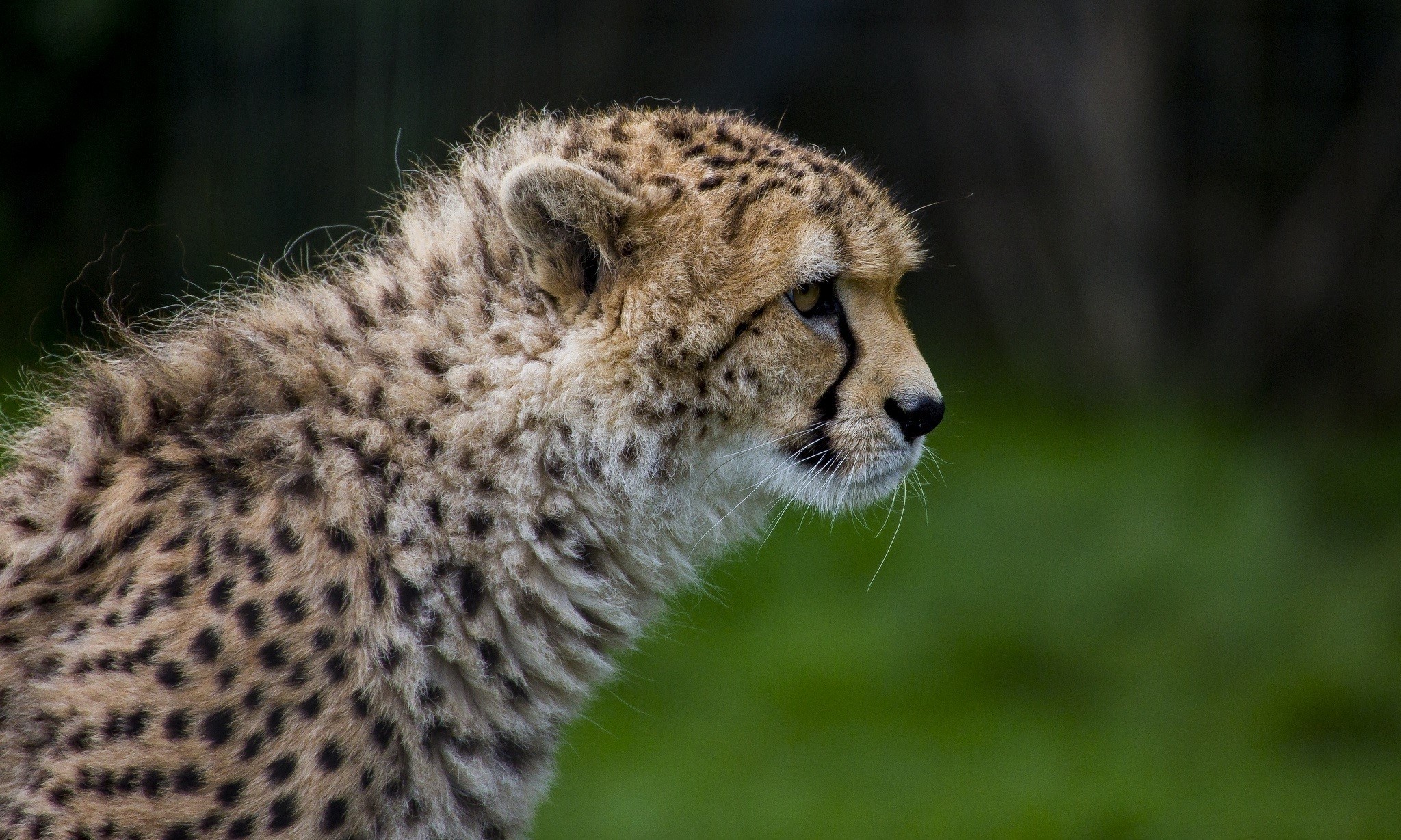 Cheetah cub profile view HD Wallpaper
