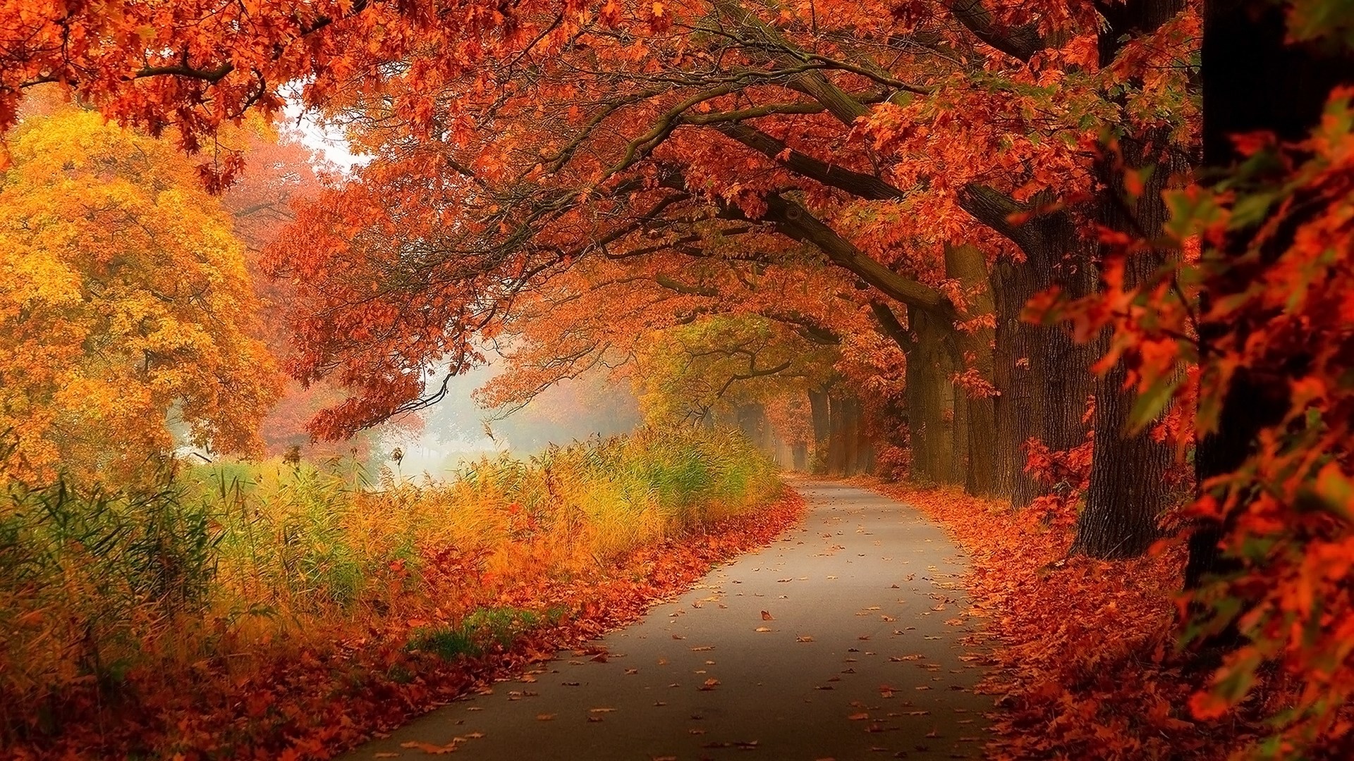 Autumn road lined with trees in fall colors HD Wallpaper