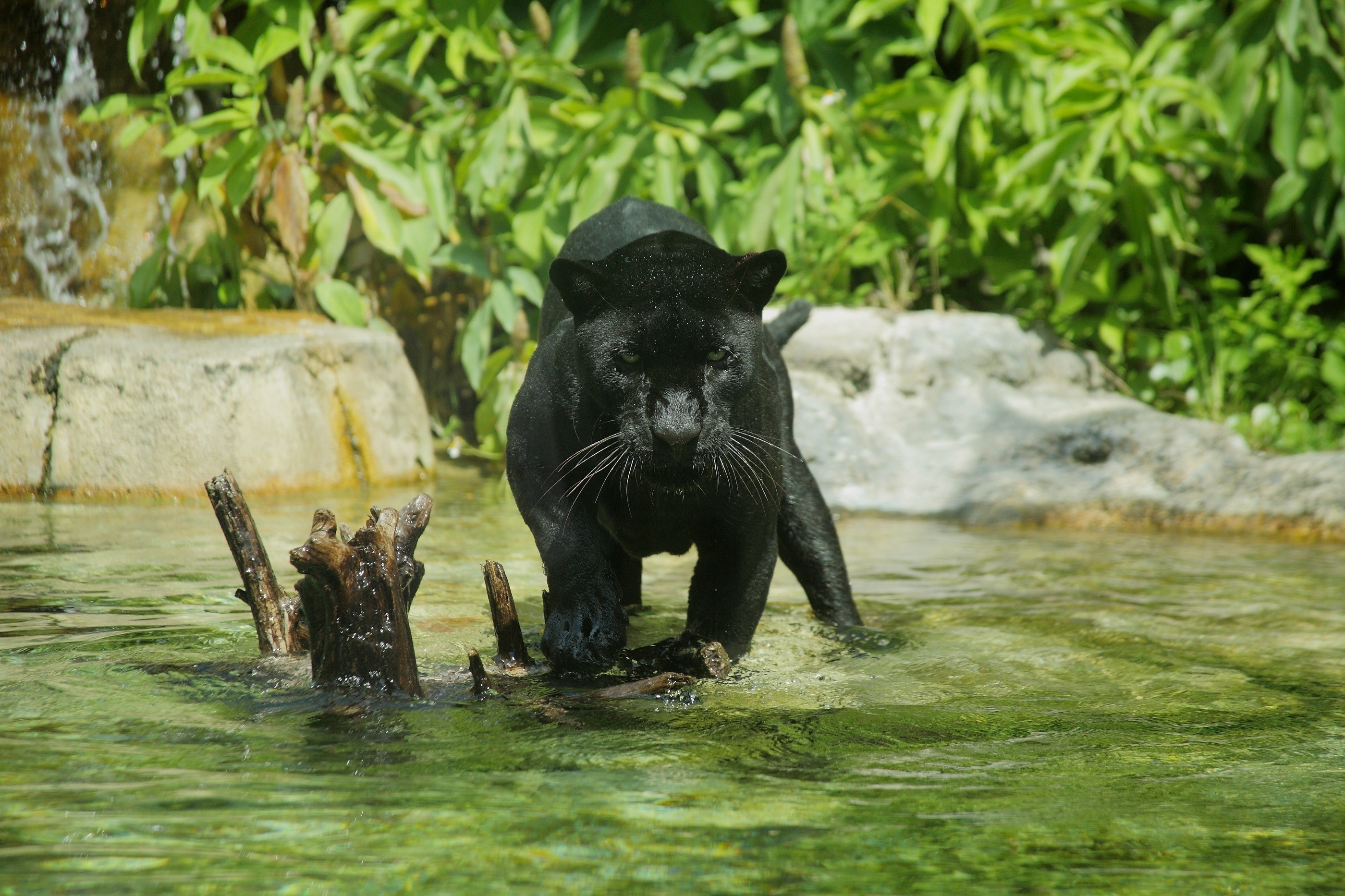 Black panther walking in water near rocks and plants HD Wallpaper