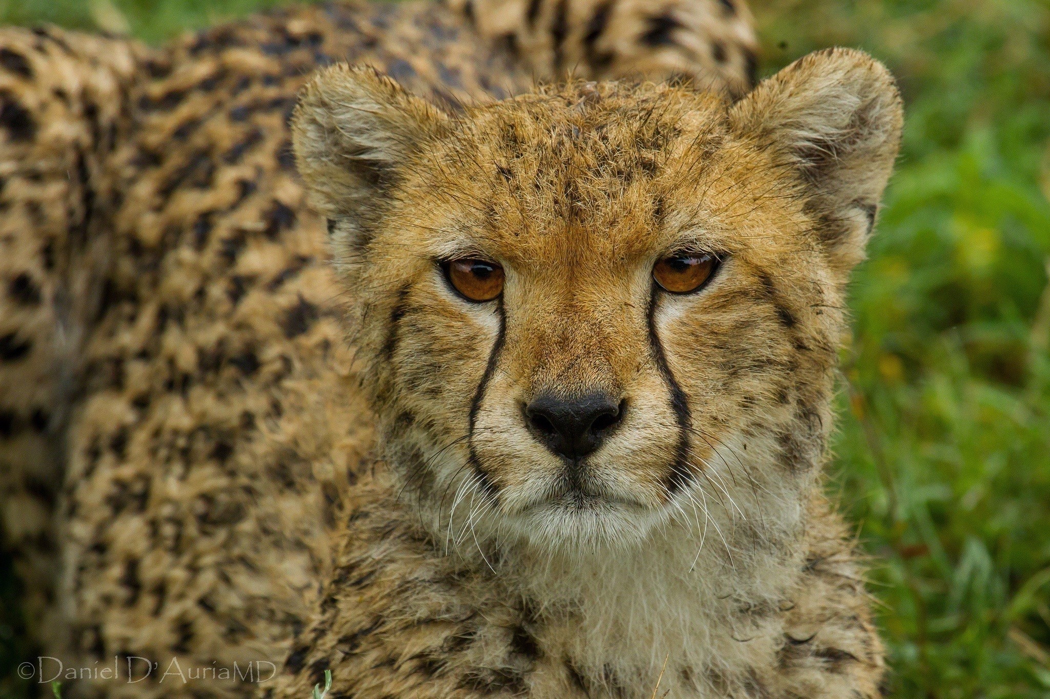 Close-up of a young cheetah's face HD Wallpaper