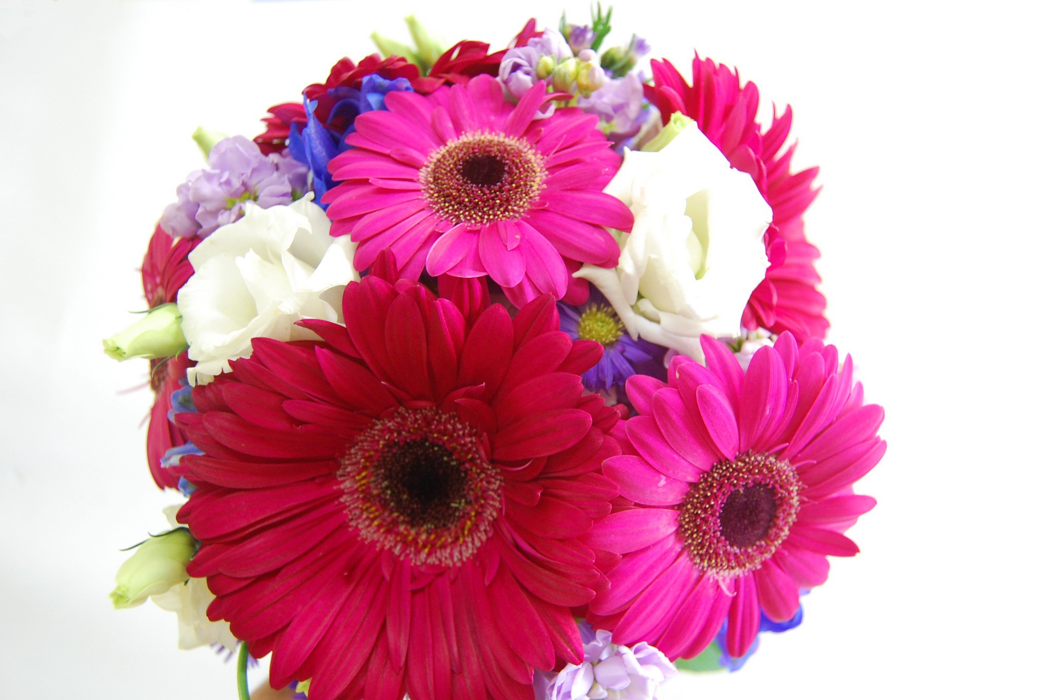 Bouquet of Gerbera Daisies and Eustoma Flowers HD Wallpaper