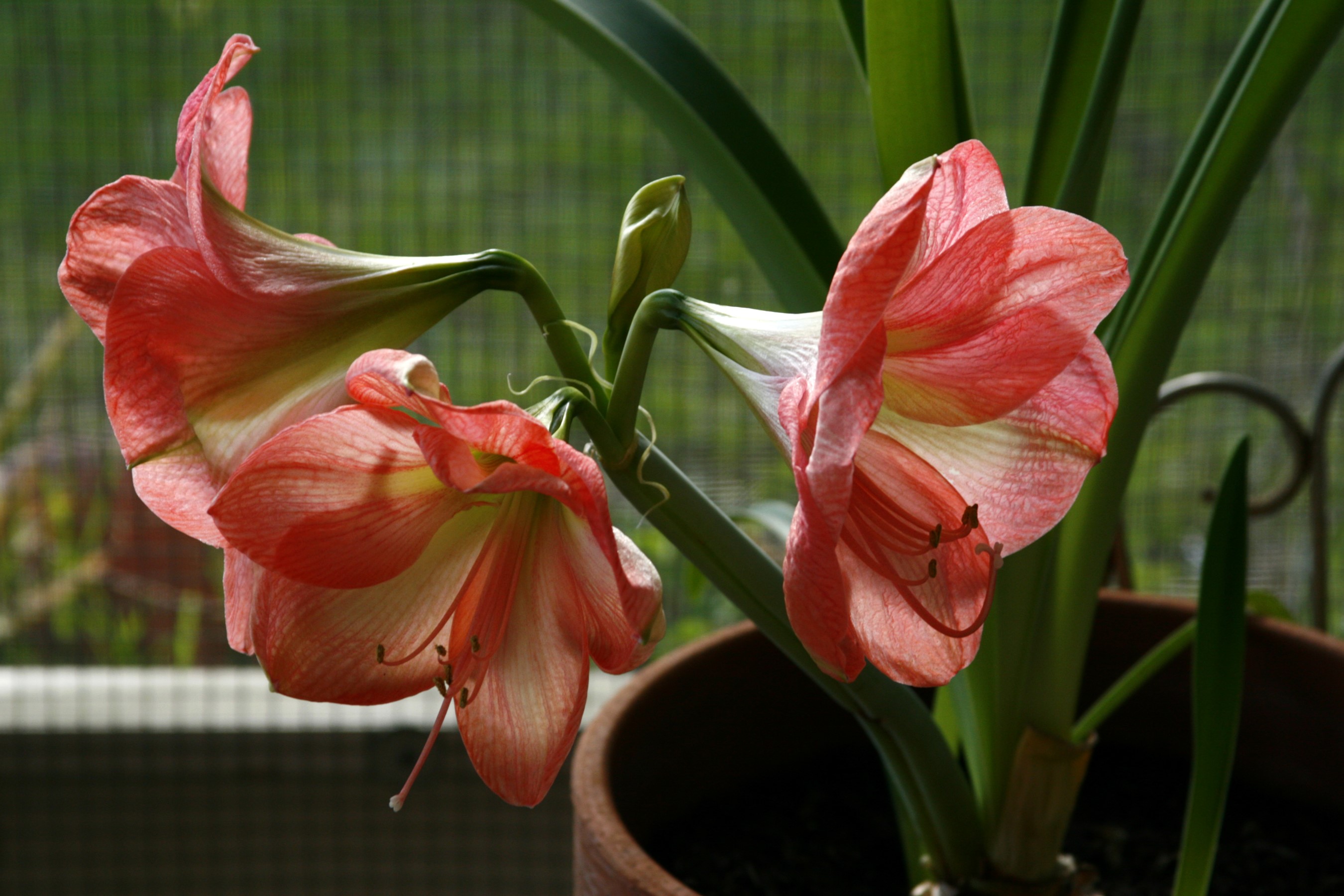 Pink Amaryllis flowers in a pot HD Wallpaper