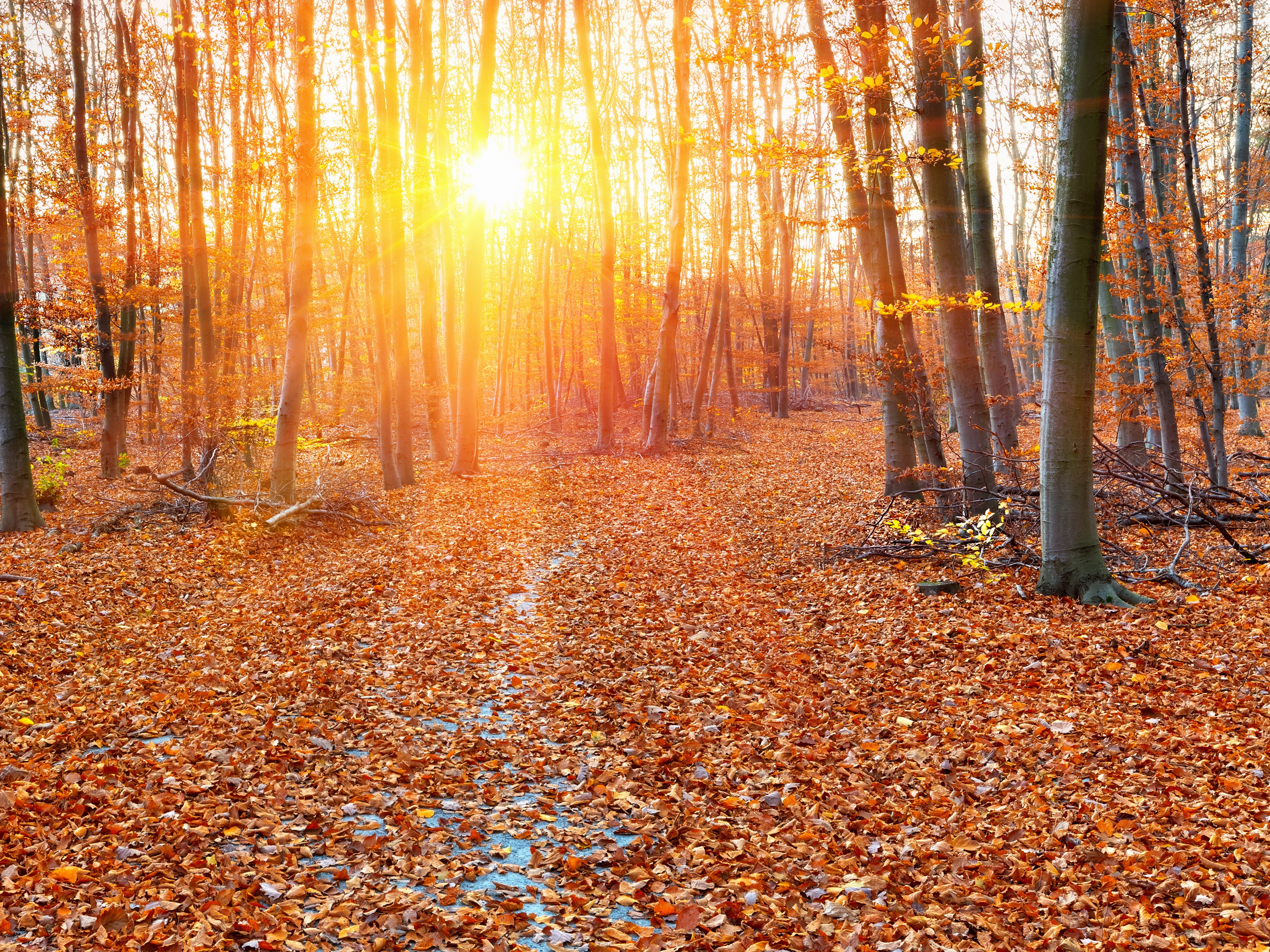 Autumn forest with sun rays and fallen leaves HD Wallpaper