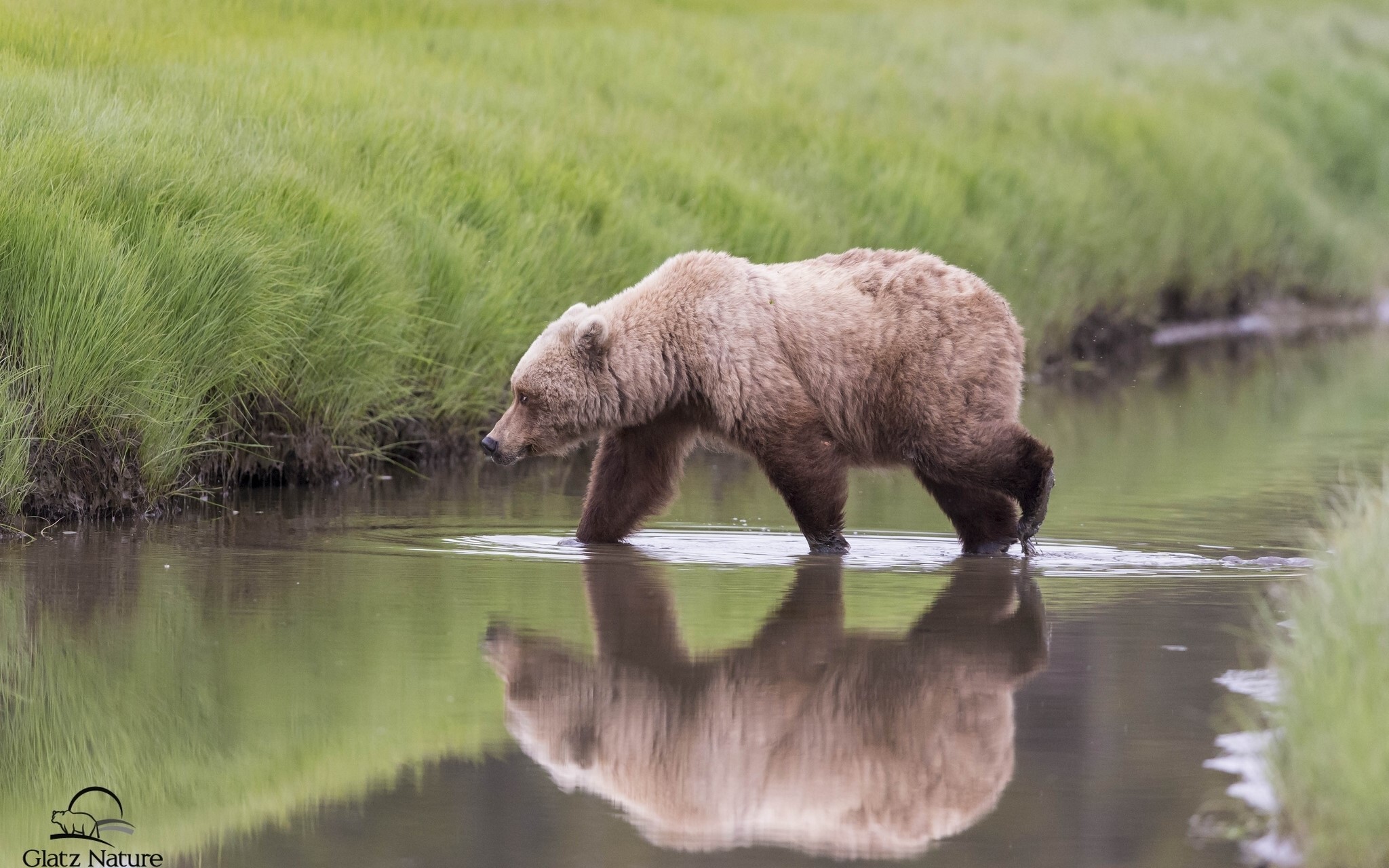 Brown bear walking in shallow water with reflection HD Wallpaper