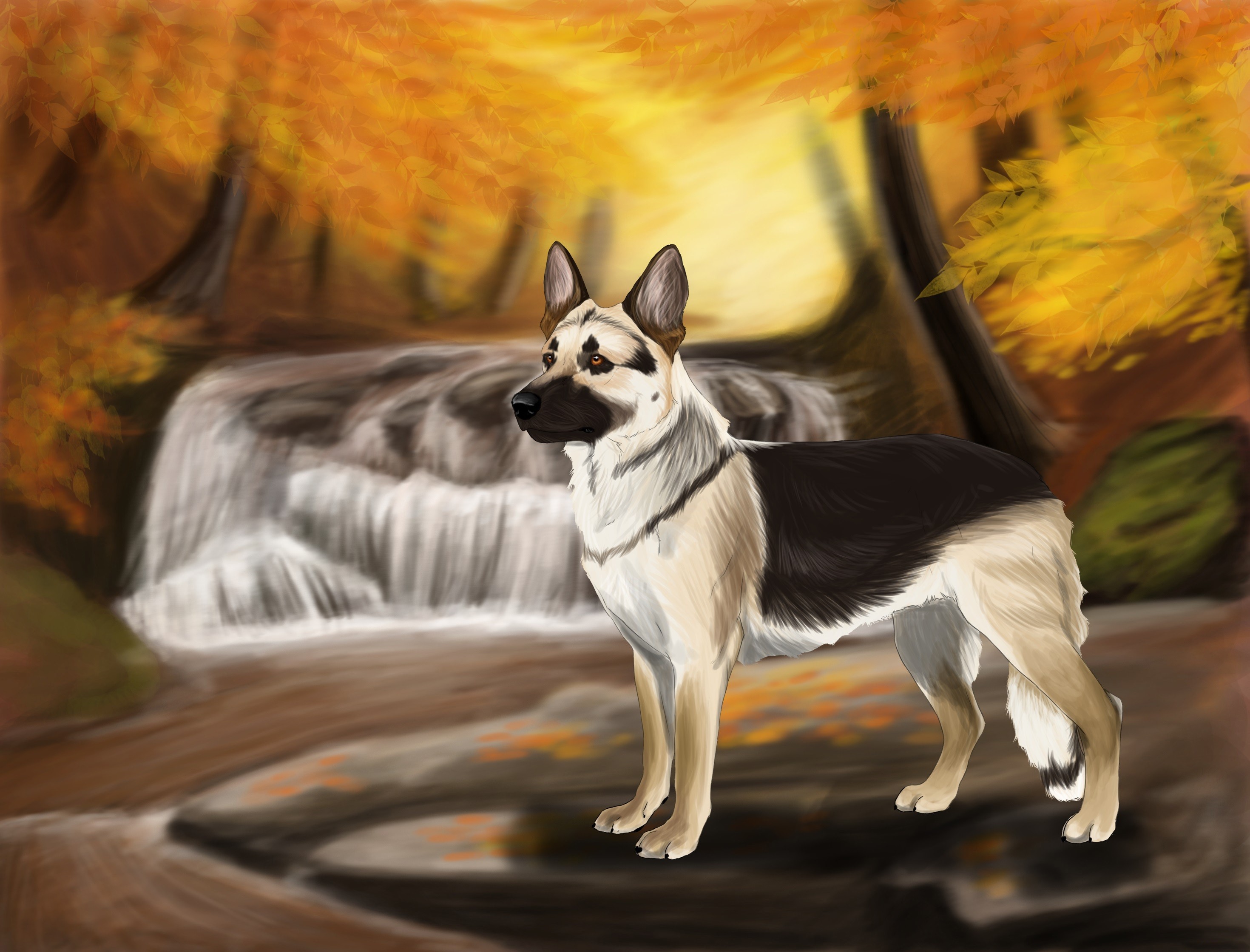 German Shepherd dog by a waterfall in autumn forest HD Wallpaper