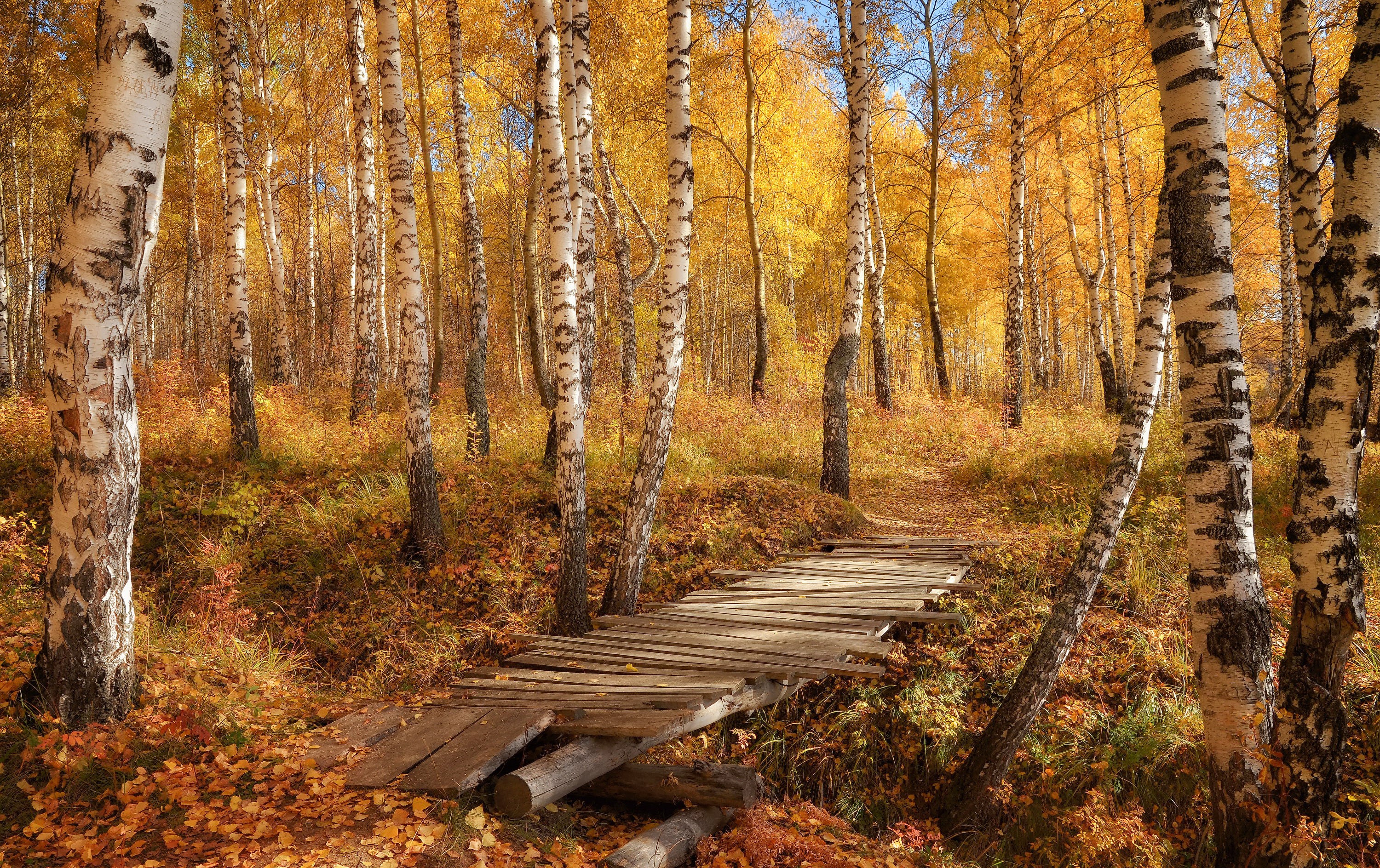 Wooden bridge in a birch forest during autumn HD Wallpaper