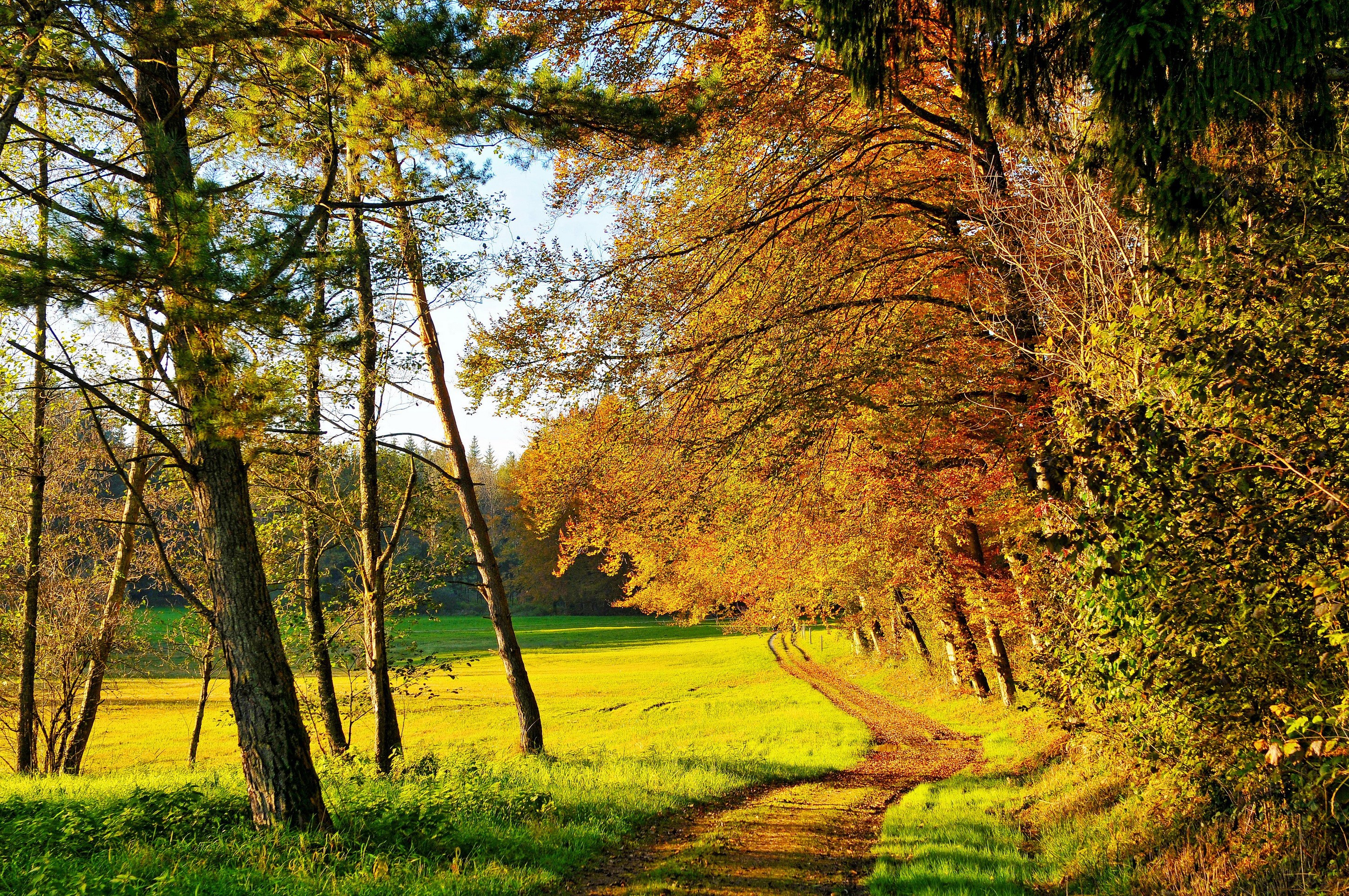 Autumn trail through a sunlit forest with yellow grass HD Wallpaper
