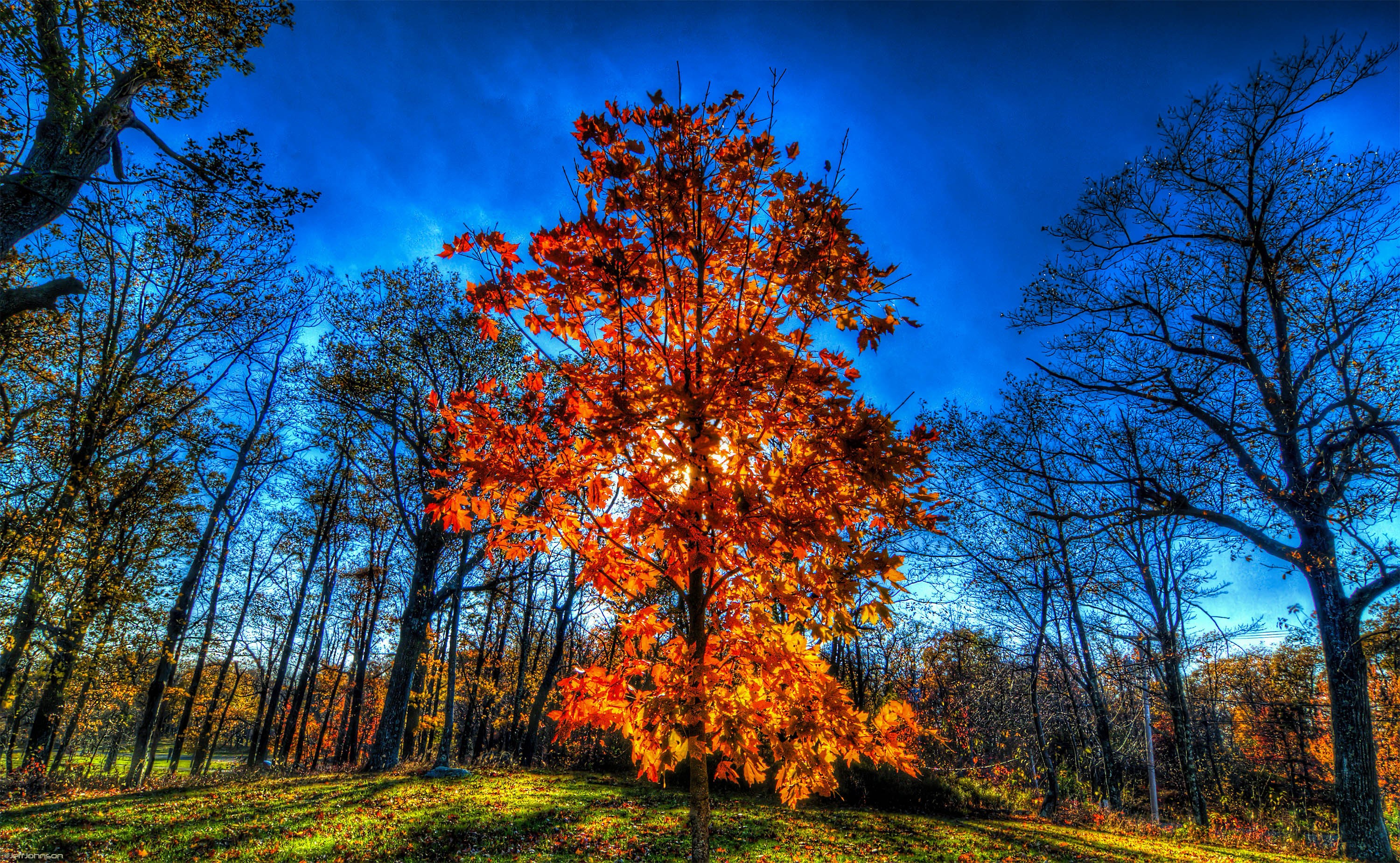 Autumn forest with vibrant orange tree HD Wallpaper