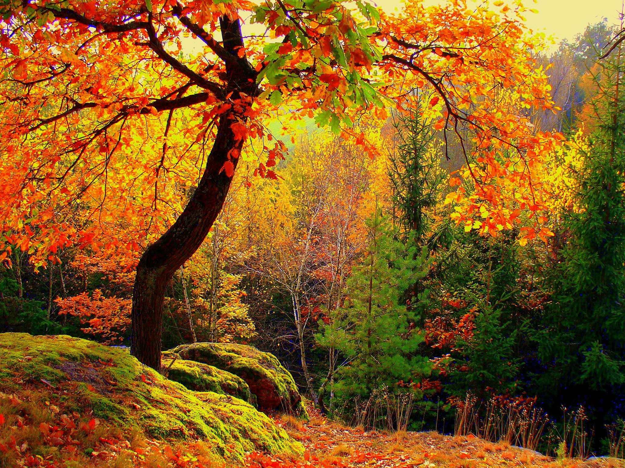 Autumn forest with colorful foliage and mossy rocks HD Wallpaper