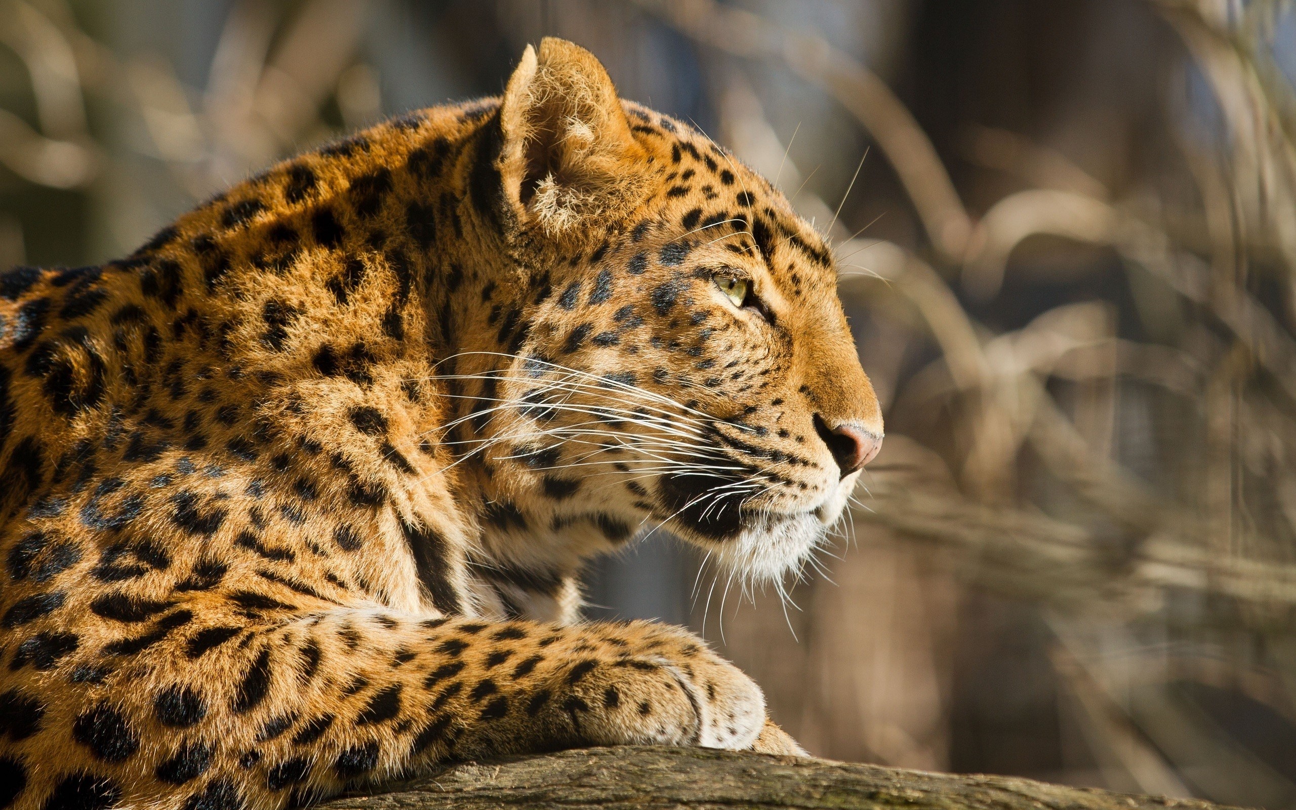Leopard resting on a tree branch HD Wallpaper