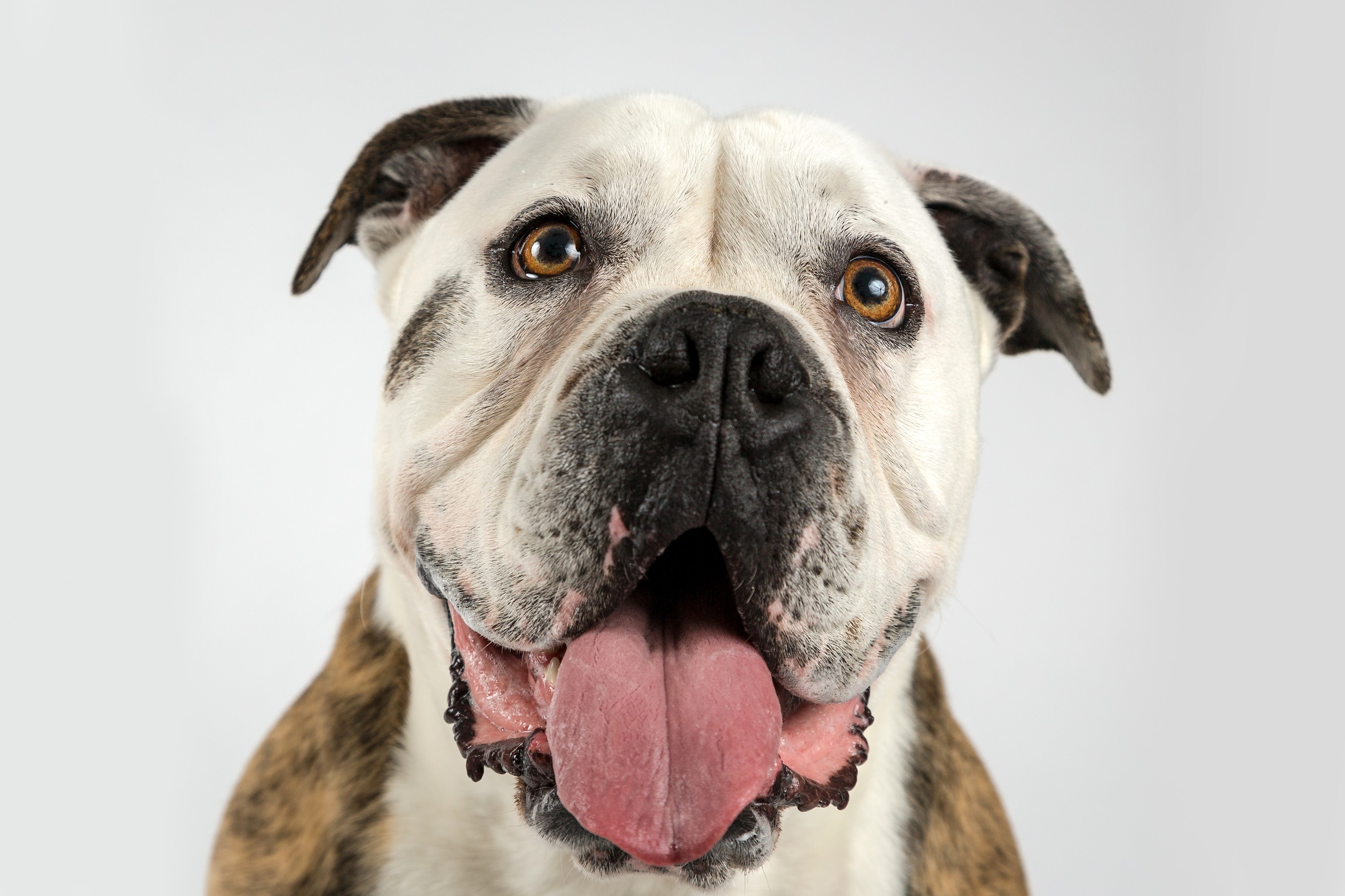 American Bulldog looking forward HD Wallpaper