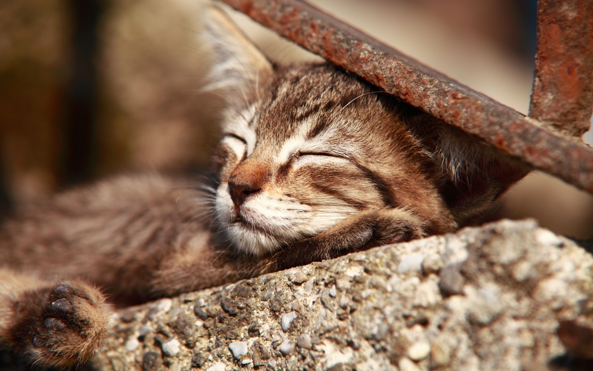 A kitten sleeping on a concrete ledge HD Wallpaper