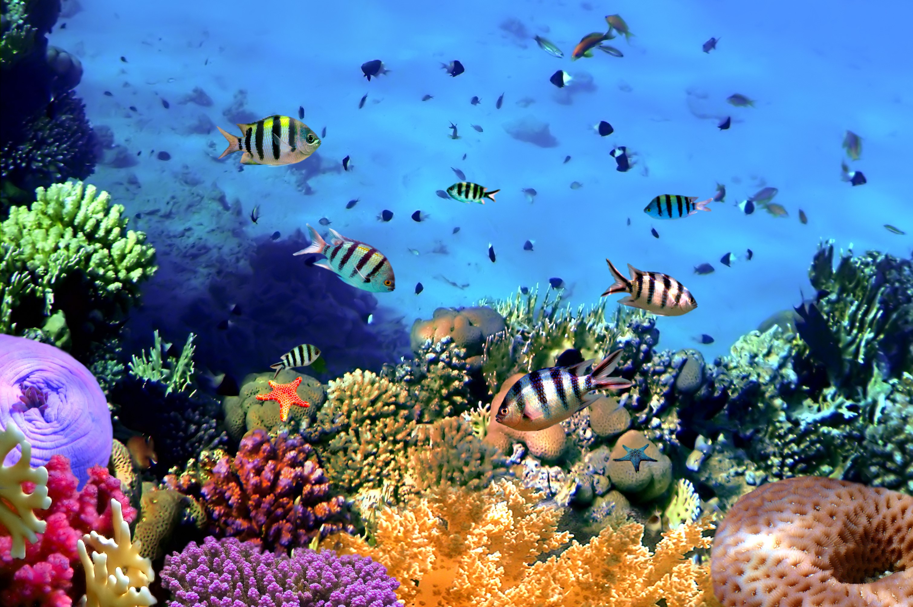 Underwater world with fish and coral reefs HD Wallpaper