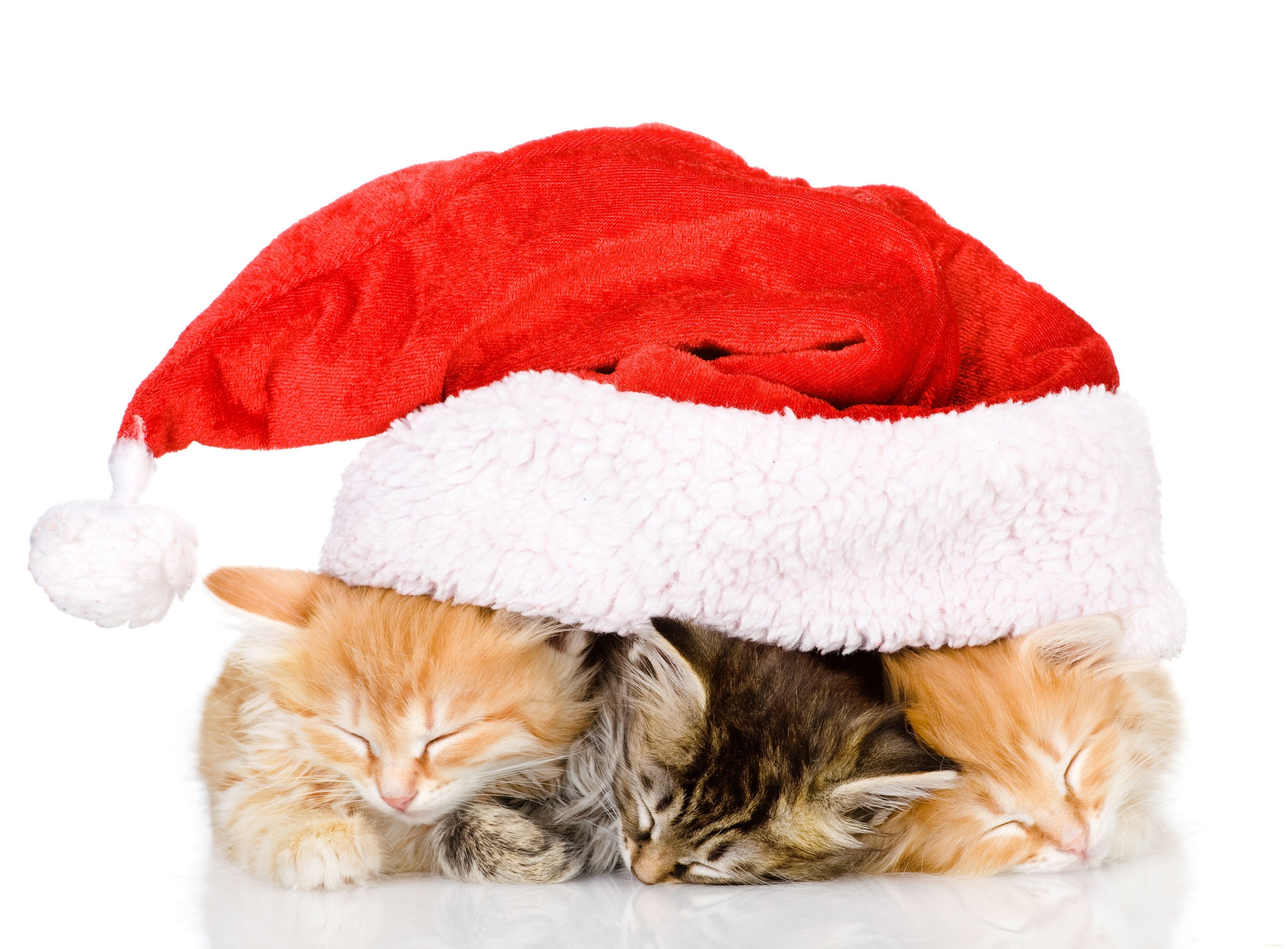Three Kittens Sleeping Under a Santa Hat HD Wallpaper