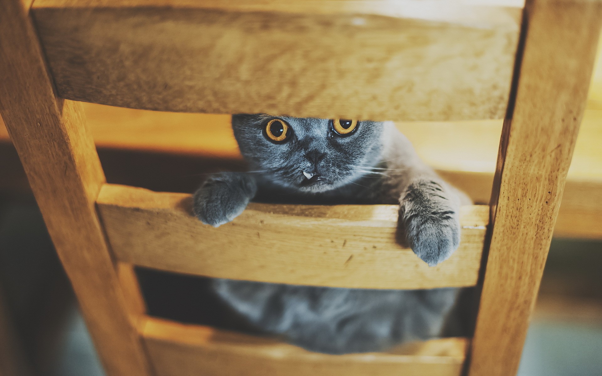 A grey cat peeking through wooden slats HD Wallpaper