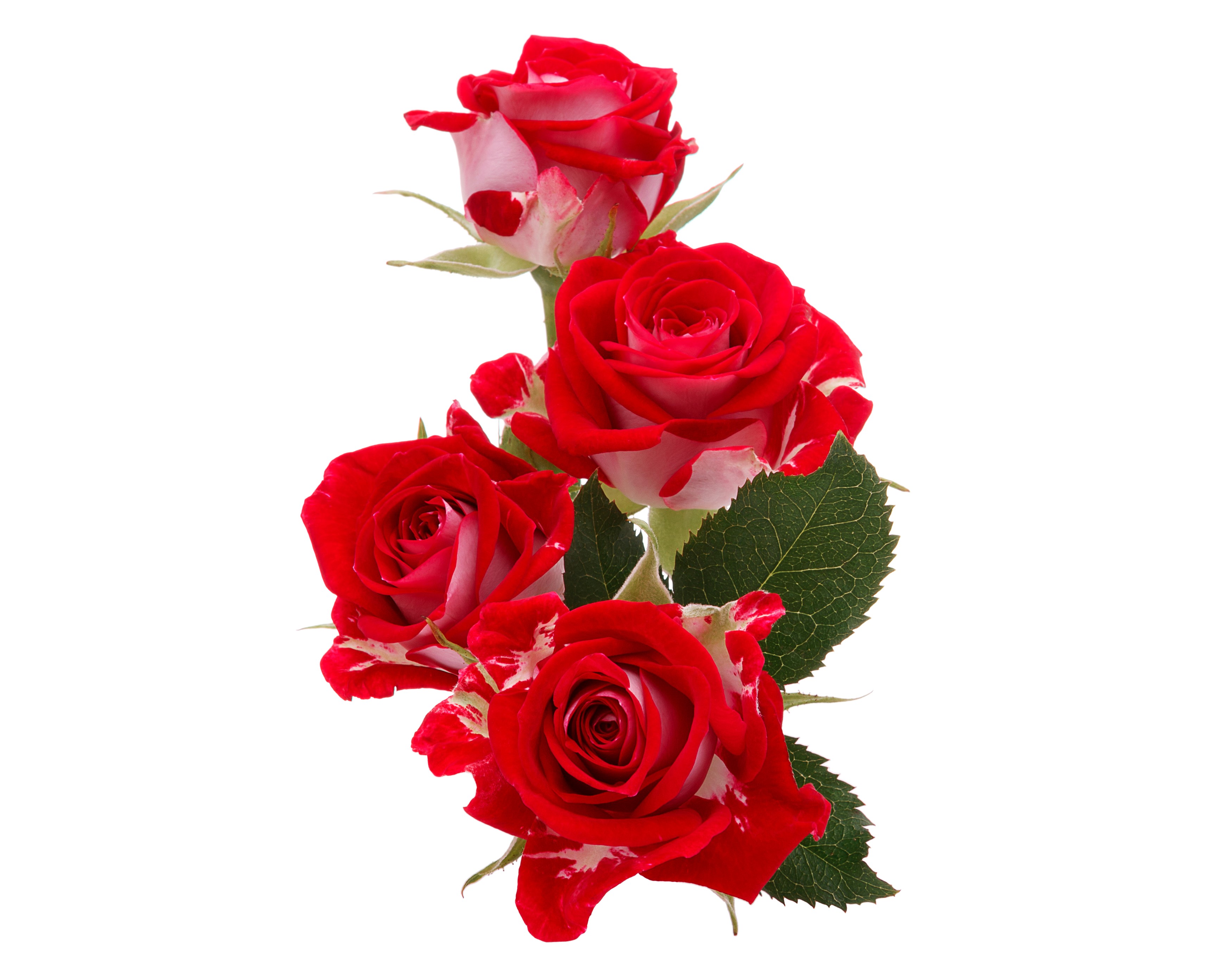 Red and white roses HD Wallpaper