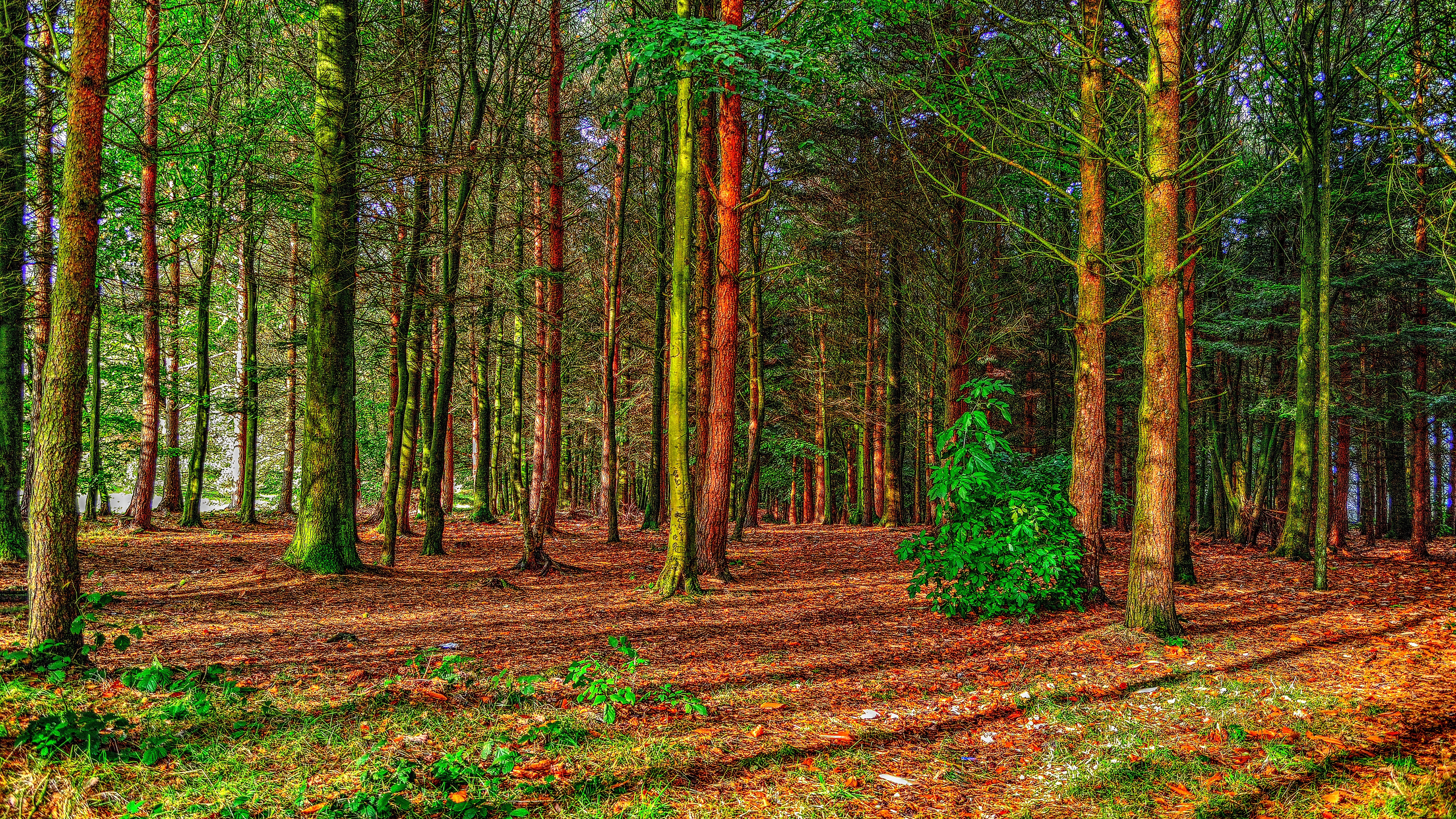 Sunlight filtering through a dense forest with tall trees HD Wallpaper
