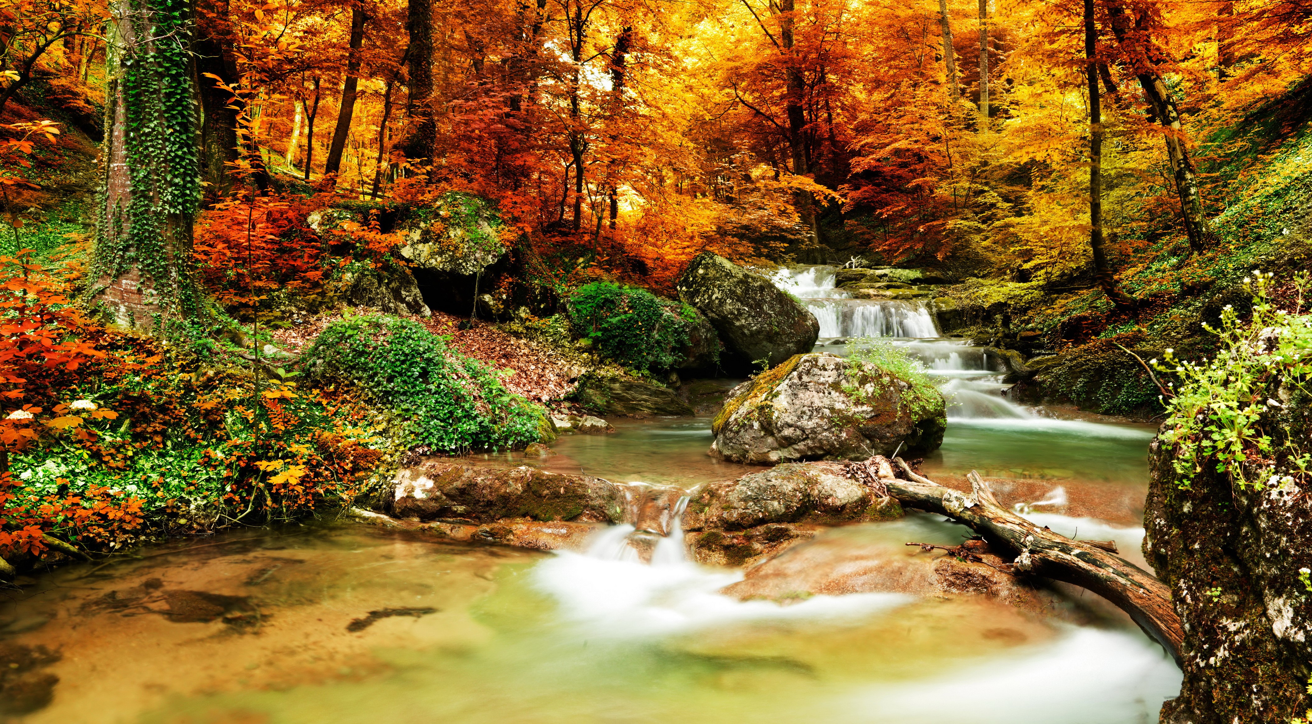 Autumn forest stream with colorful foliage HD Wallpaper