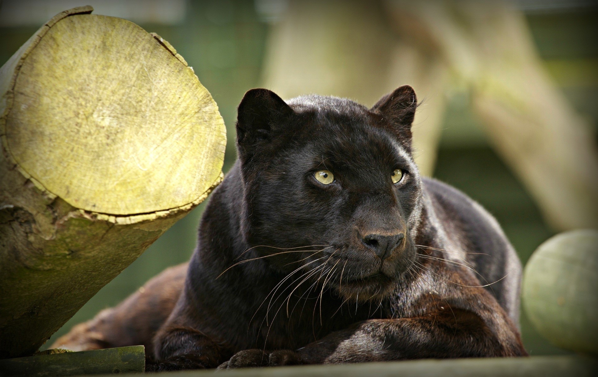 Black Panther with yellow eyes near a log HD Wallpaper