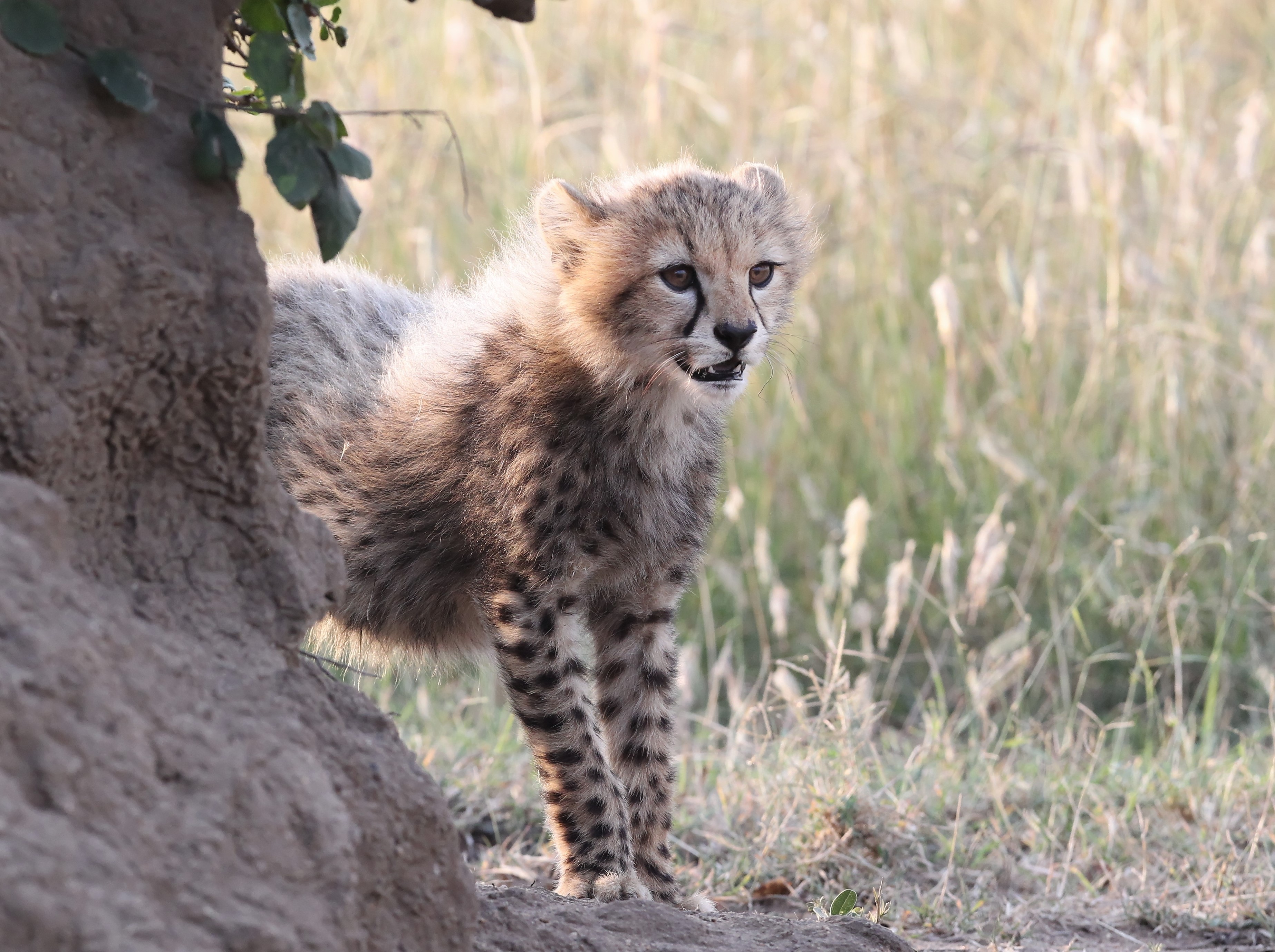 Cheetah cub peeking from behind a rock HD Wallpaper