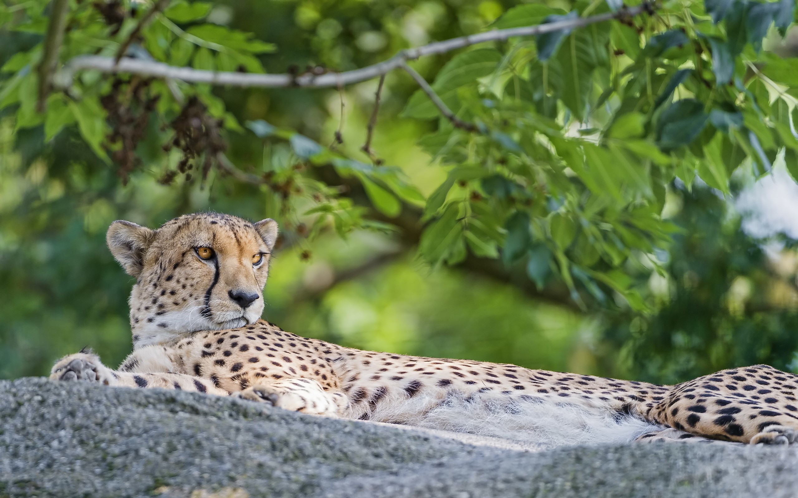 Cheetah resting on a rock under trees HD Wallpaper