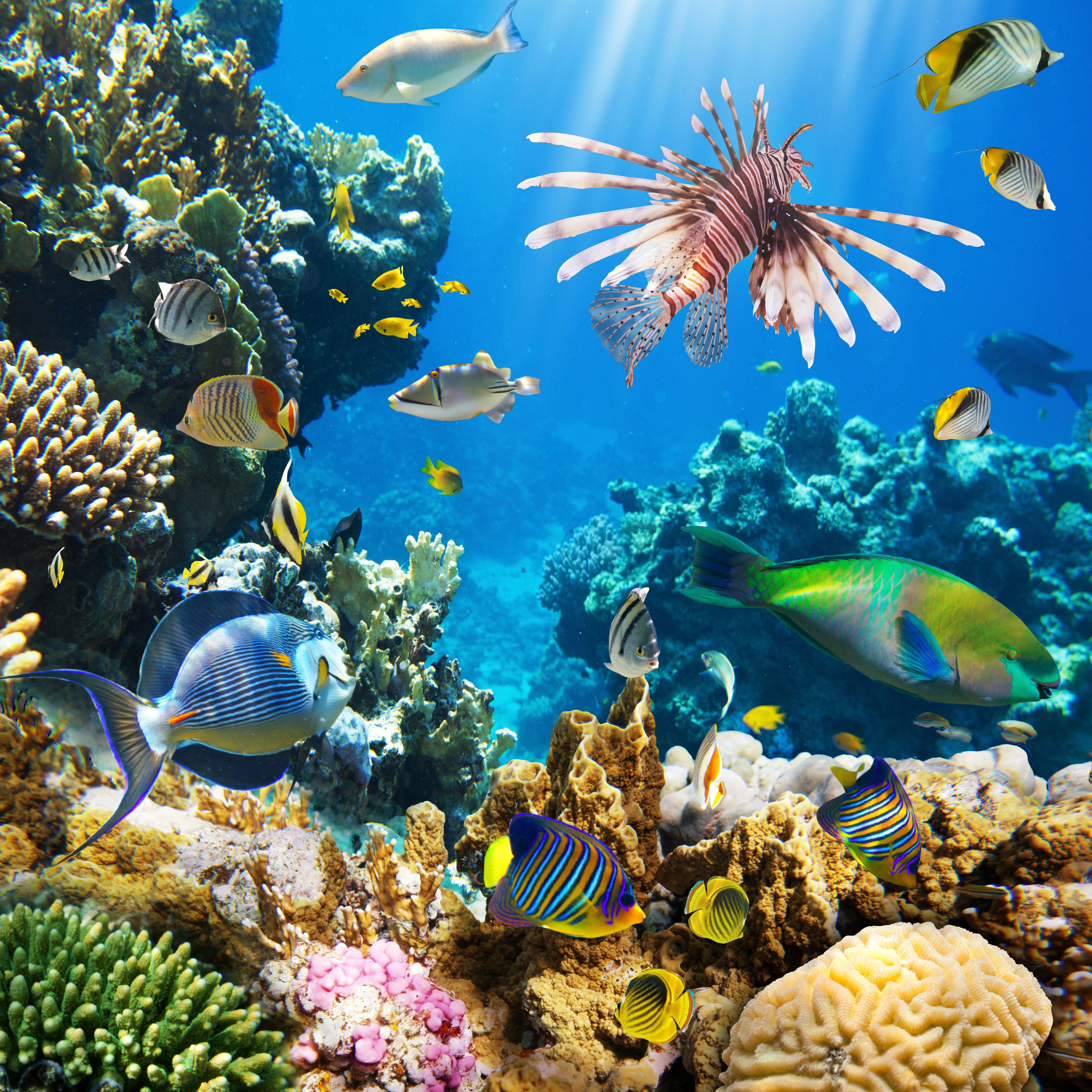 Underwater world with fish and coral reef HD Wallpaper