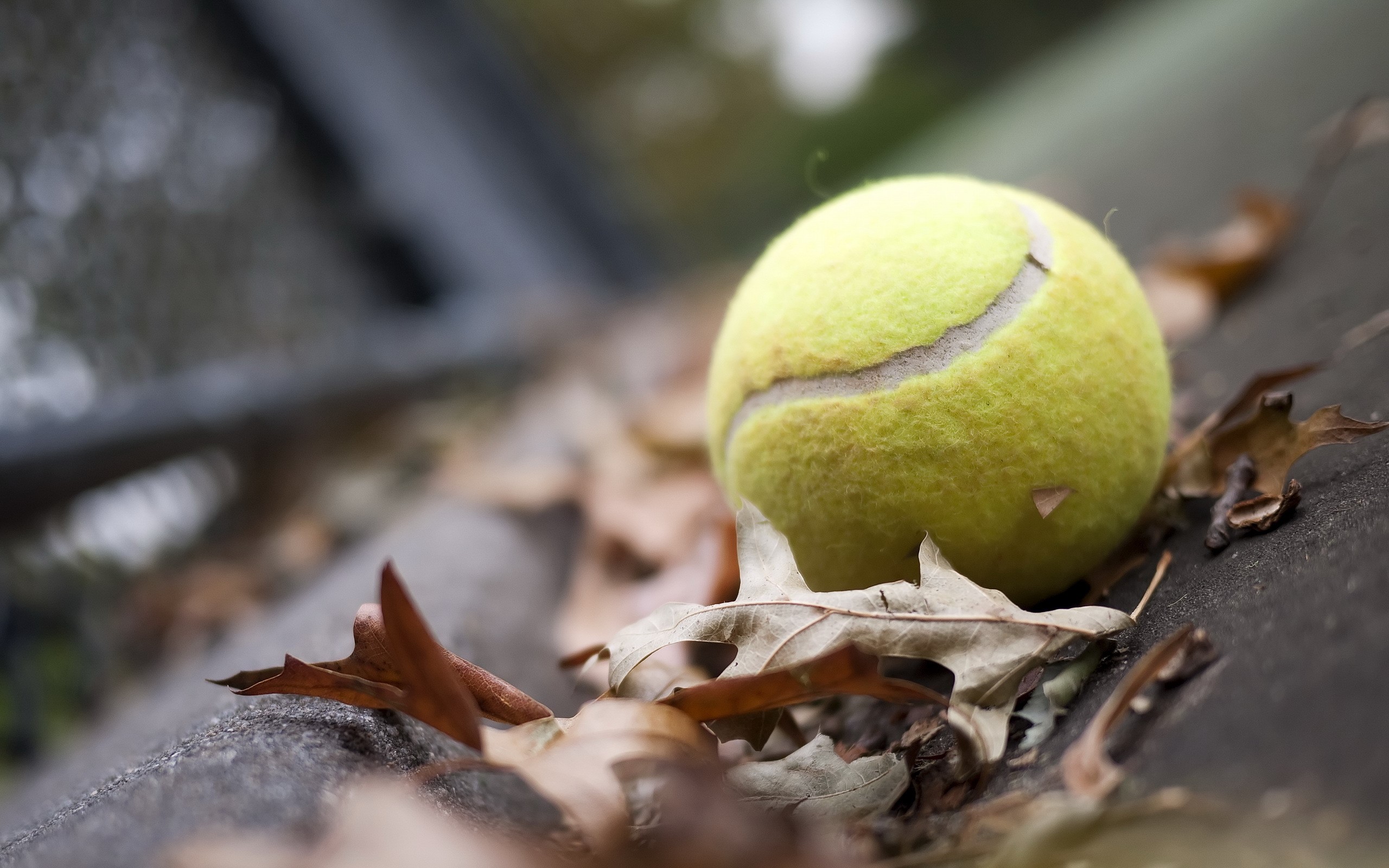 Tennis ball on fallen leaves HD Wallpaper