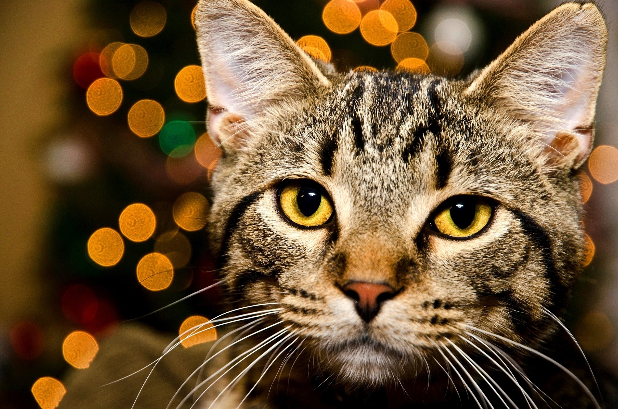 Close-up of a tabby cat's face with bokeh lights HD Wallpaper