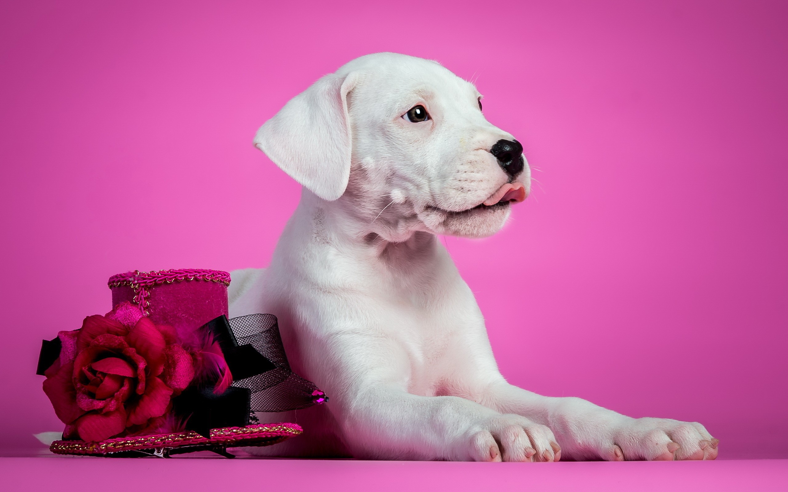 White puppy with pink hat and rose HD Wallpaper