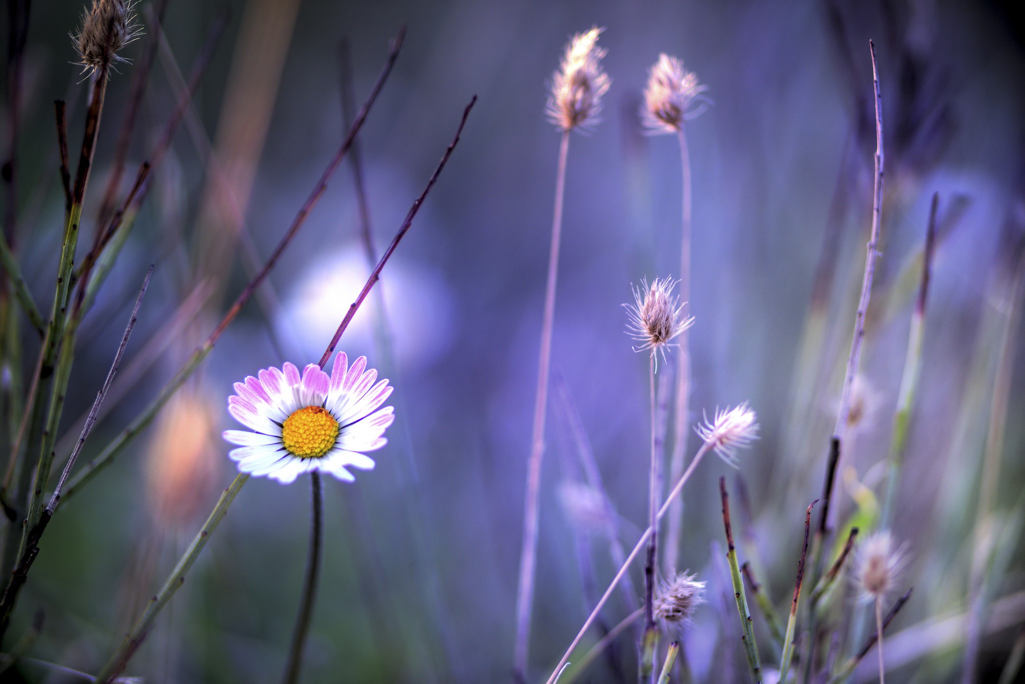 Close-up of a daisy with pink-tipped petals HD Wallpaper