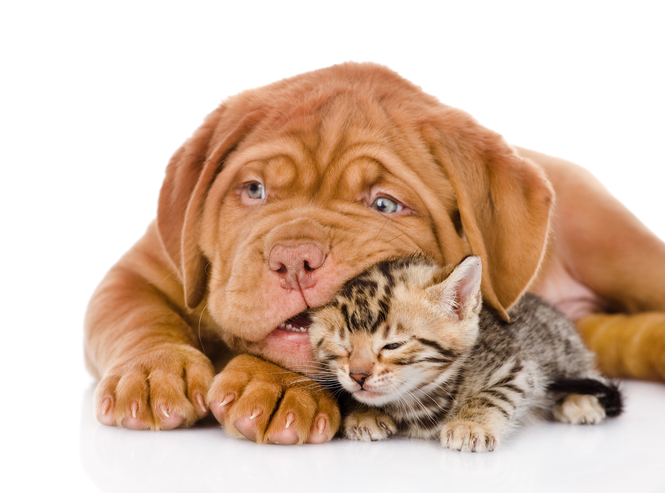 Puppy and kitten resting together HD Wallpaper