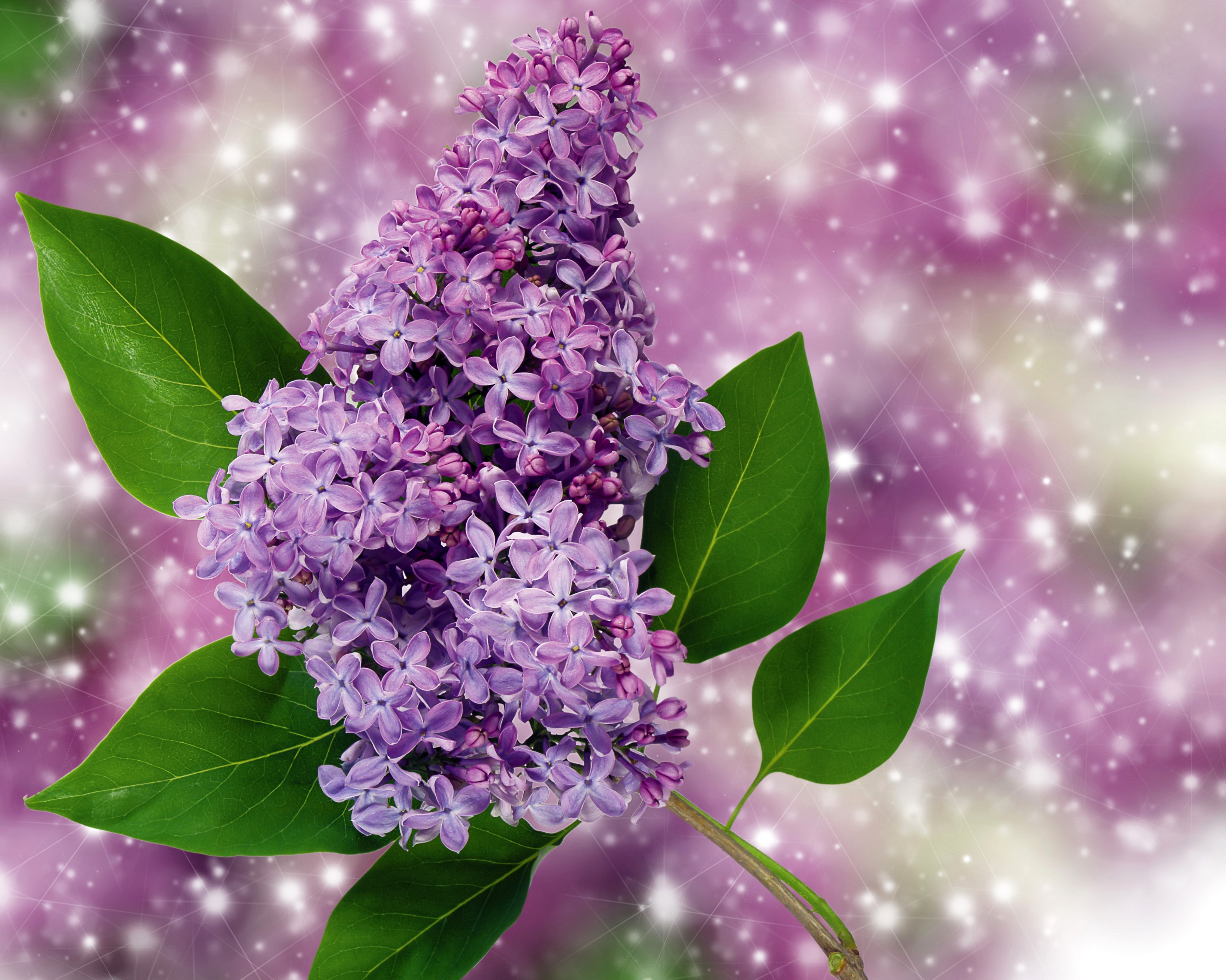 4K Lilac Closeup HD Wallpaper