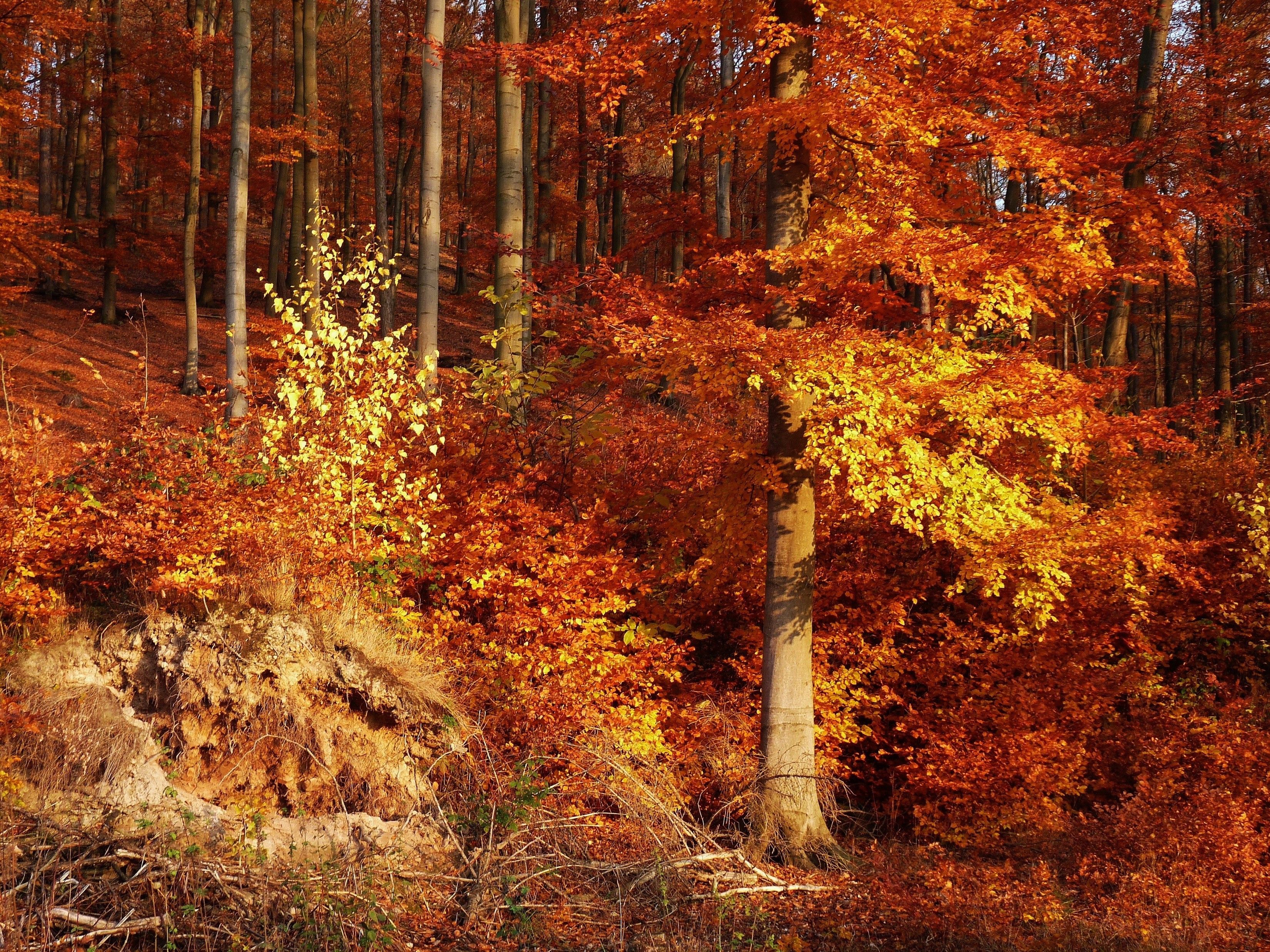 Autumn forest with vibrant orange and yellow leaves HD Wallpaper