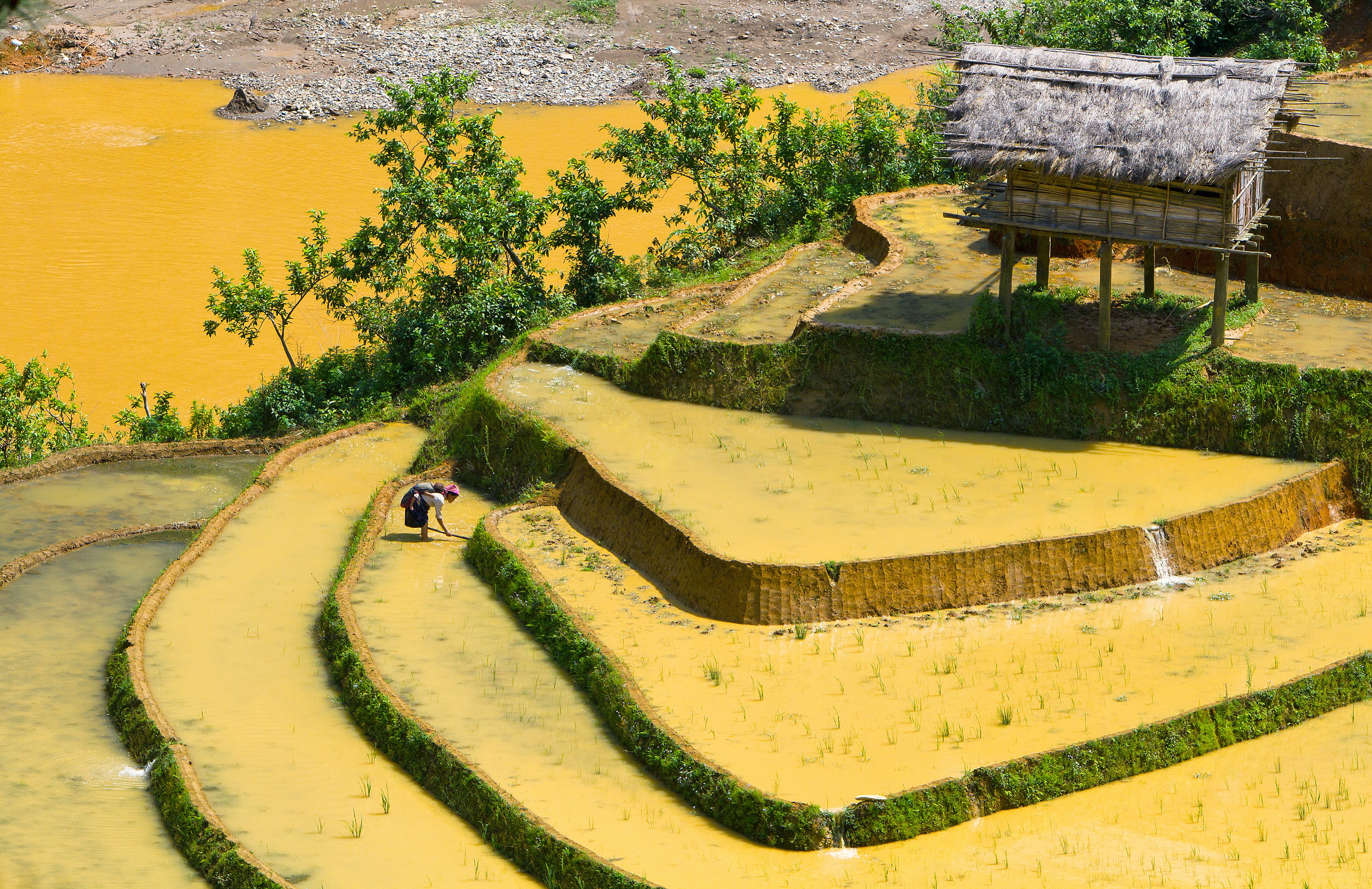 Terraced rice fields with a farmer and a hut HD Wallpaper